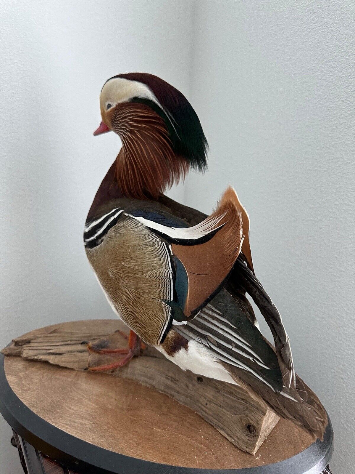 Museum Quality Mandarin Duck taxidermy mount Sku FA1911