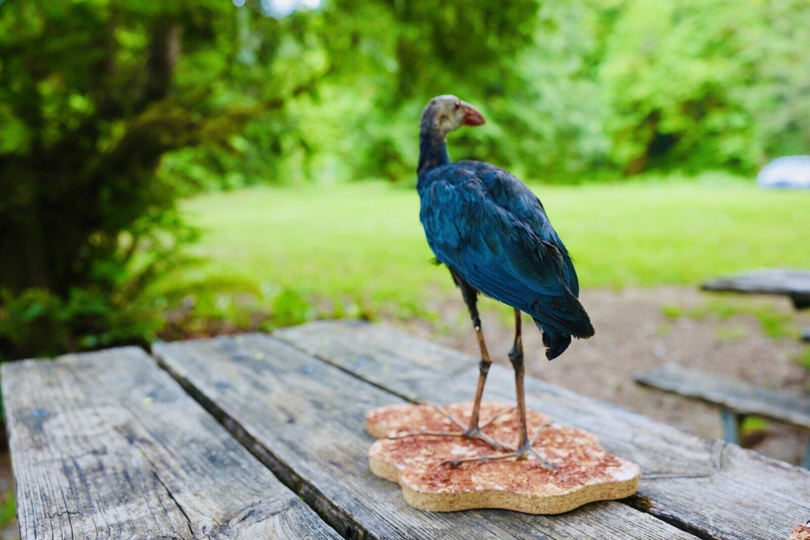 HA47 Grey Headed Swamphen (Porphyrio Poliocephalus) Bird Mount Taxidermy