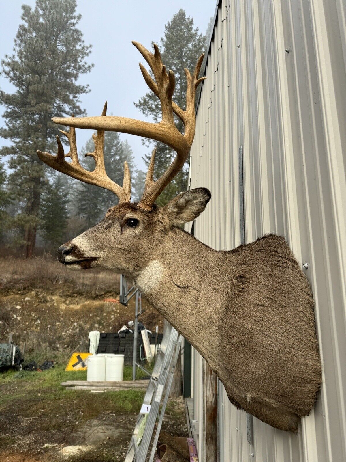 Whitetail Deer Real Antler Deer Taxidermy Mount