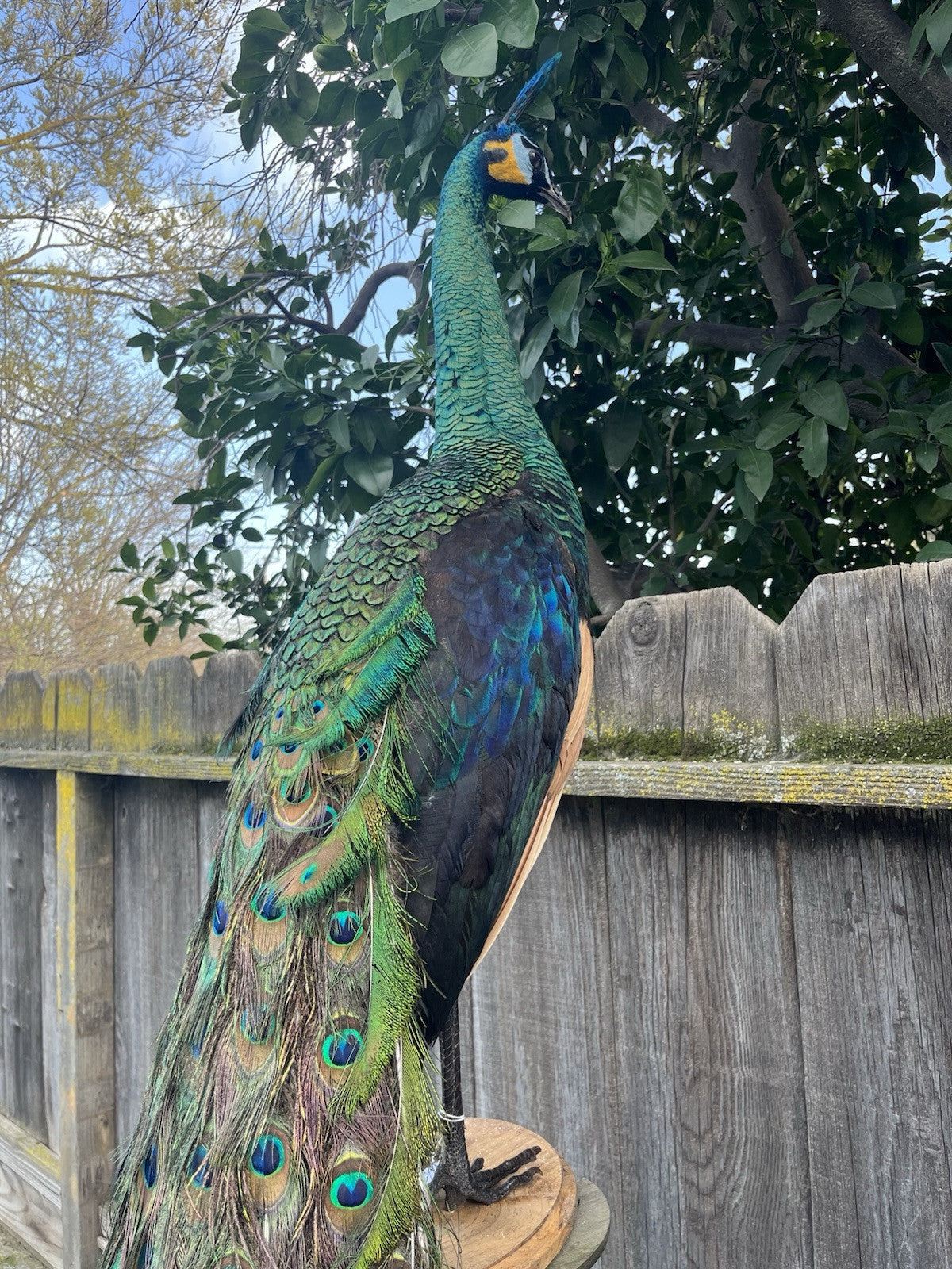 Real Java PEACOCK Taxidermy Mount museum quality Facing Right
