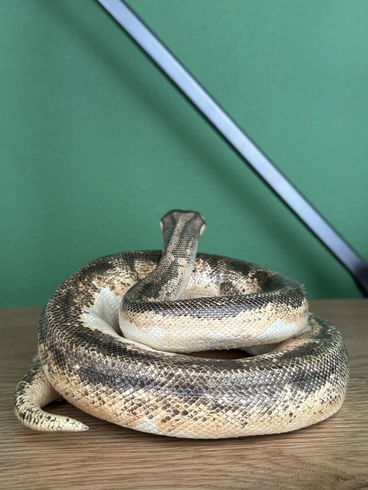 Real Python Taxidermy Mount