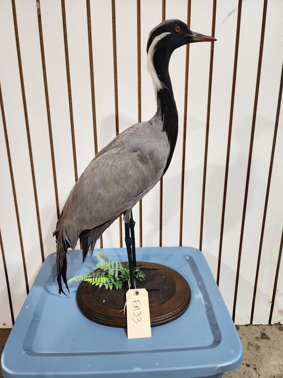 FH118-Museum Quality Demoiselle crane (Grus virgo) TAXIDERMY BIRD MOUNT