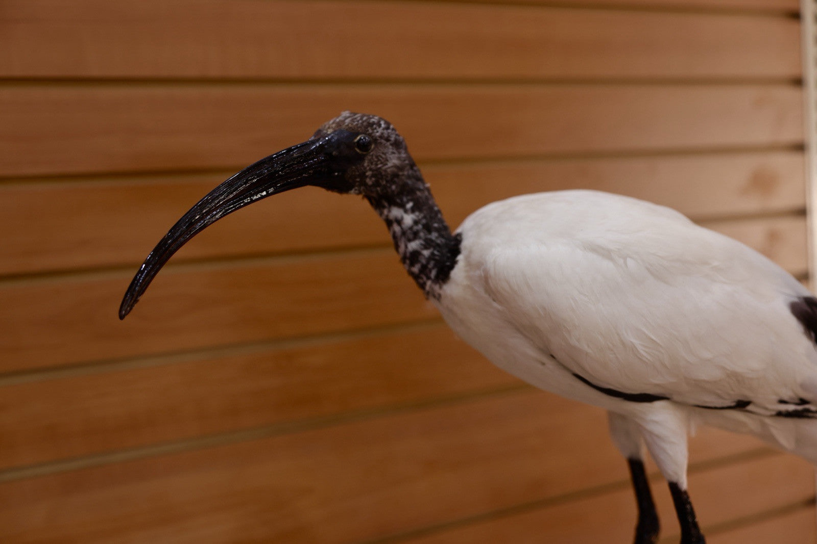 FH106-Museum Quality African Sacred Ibis Taxidermy Mount