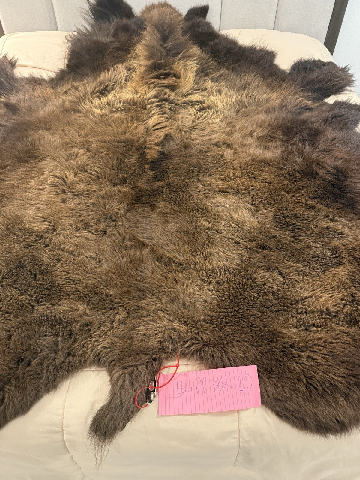 Prime Real Buffalo / Bison Fresh Taxidermy Rug Hide-buff10