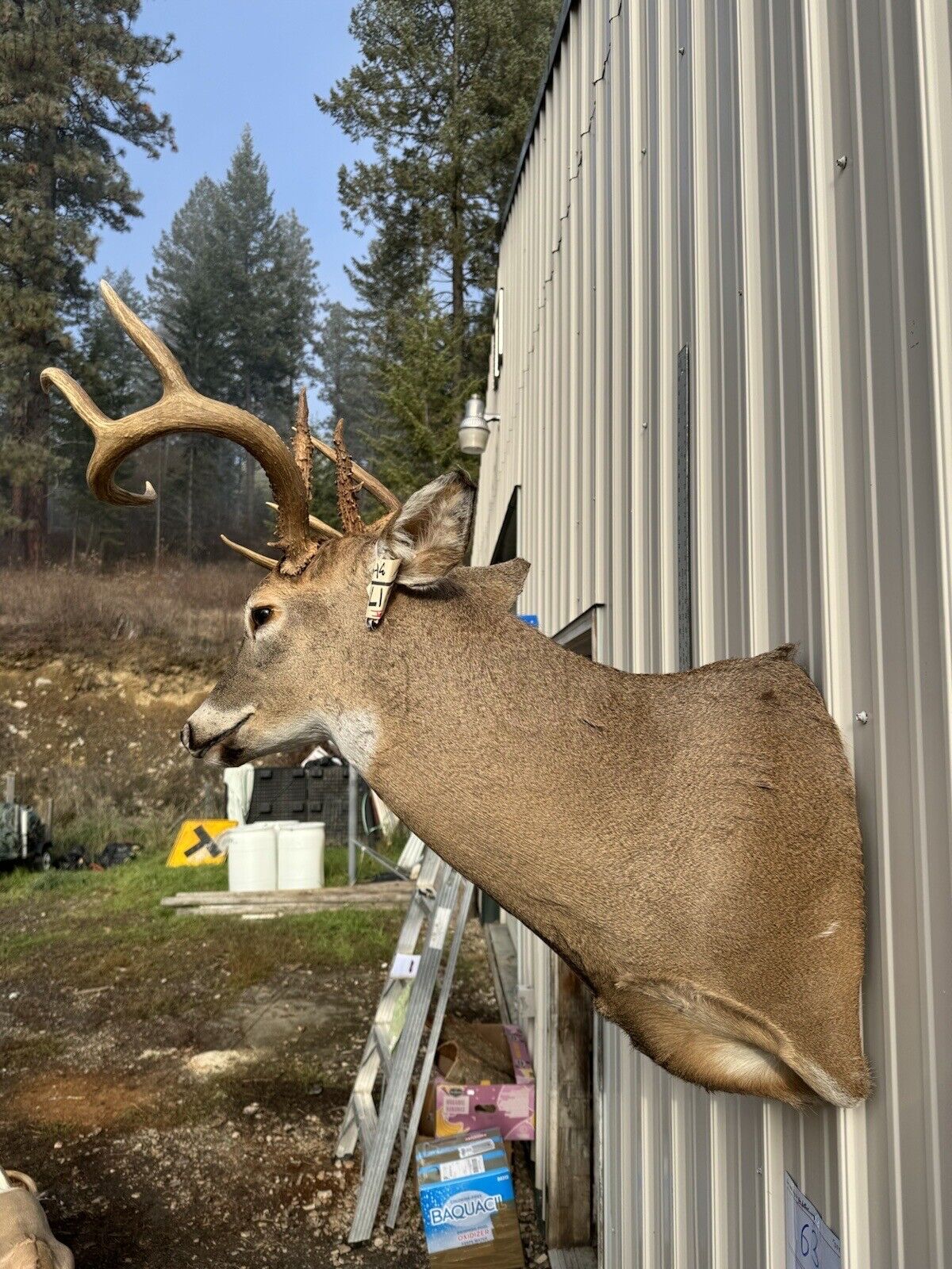 Whitetail Deer Real Antler Deer Taxidermy Mount