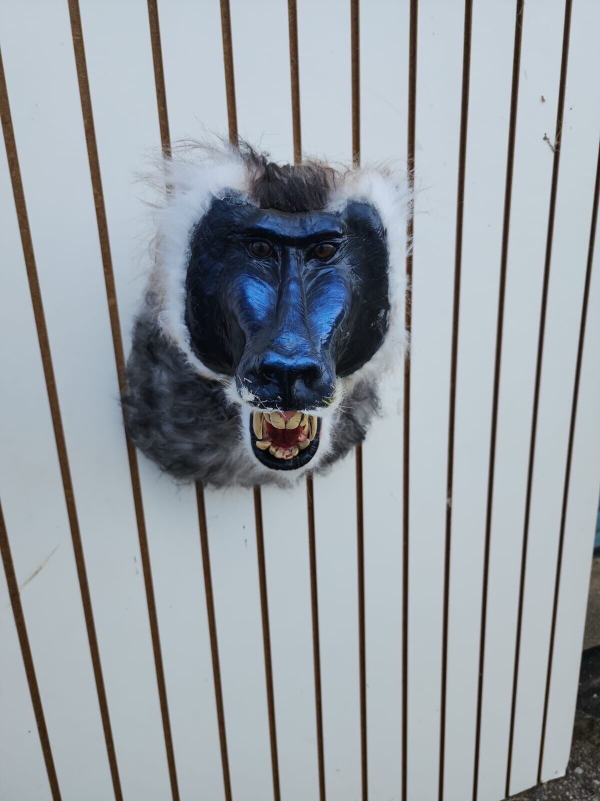 FH149-Reproduction Drill Baboon Shoulder Mount Taxidermy- FH38