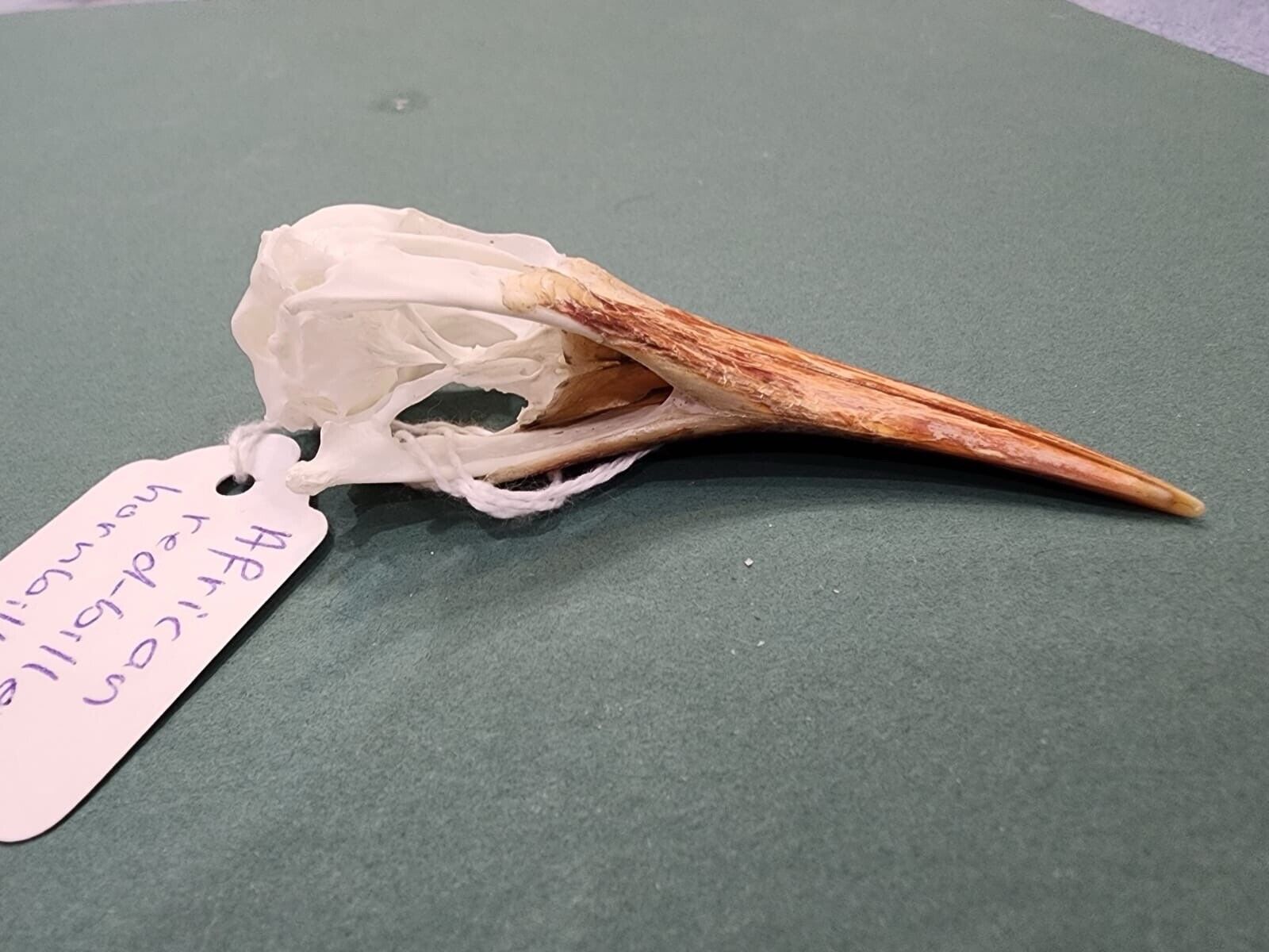 Real African Red-billed Hornbill Bird Skull Taxidermy Sk22