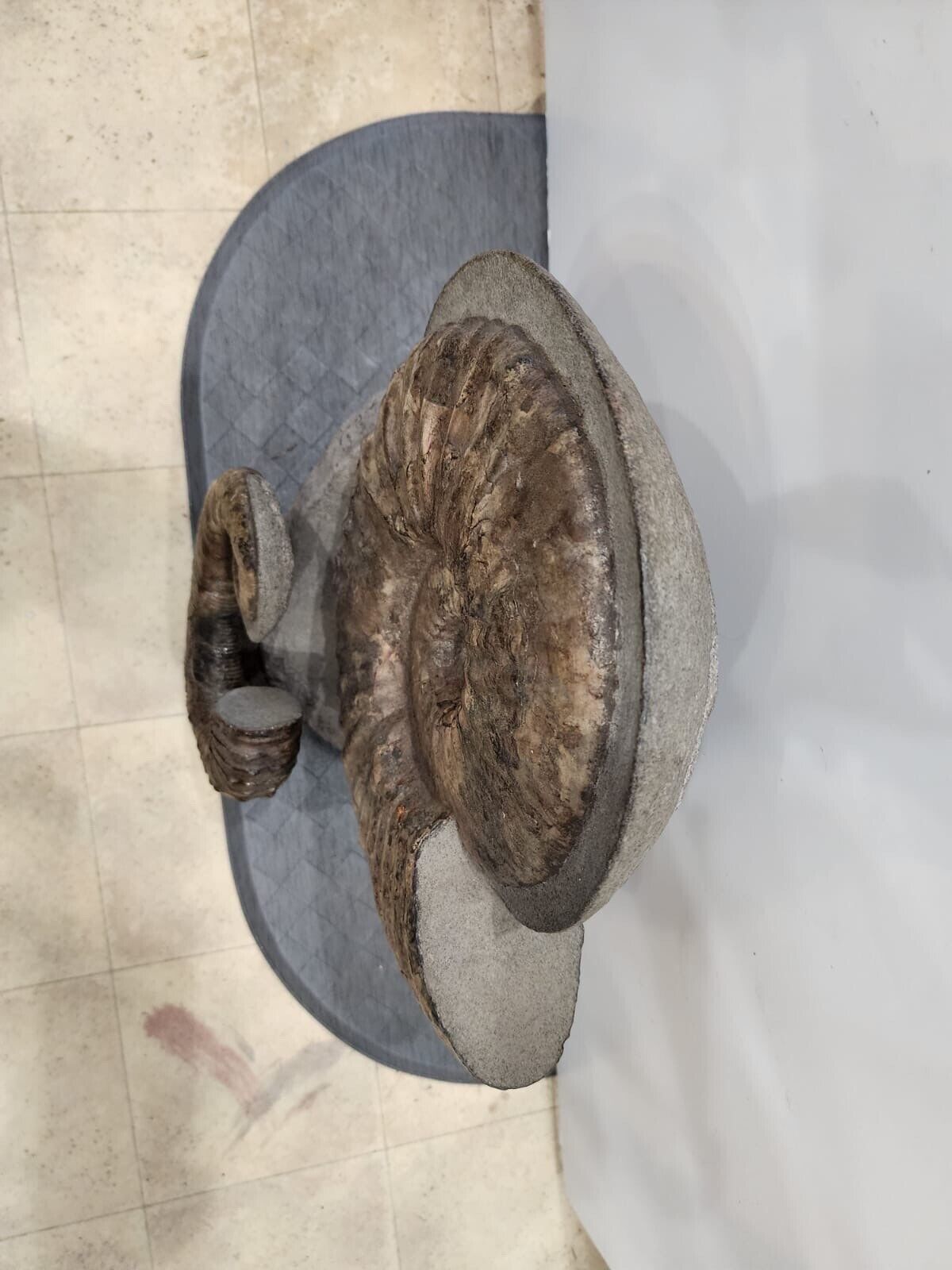 Giant Ammonite Fossils In Matrix