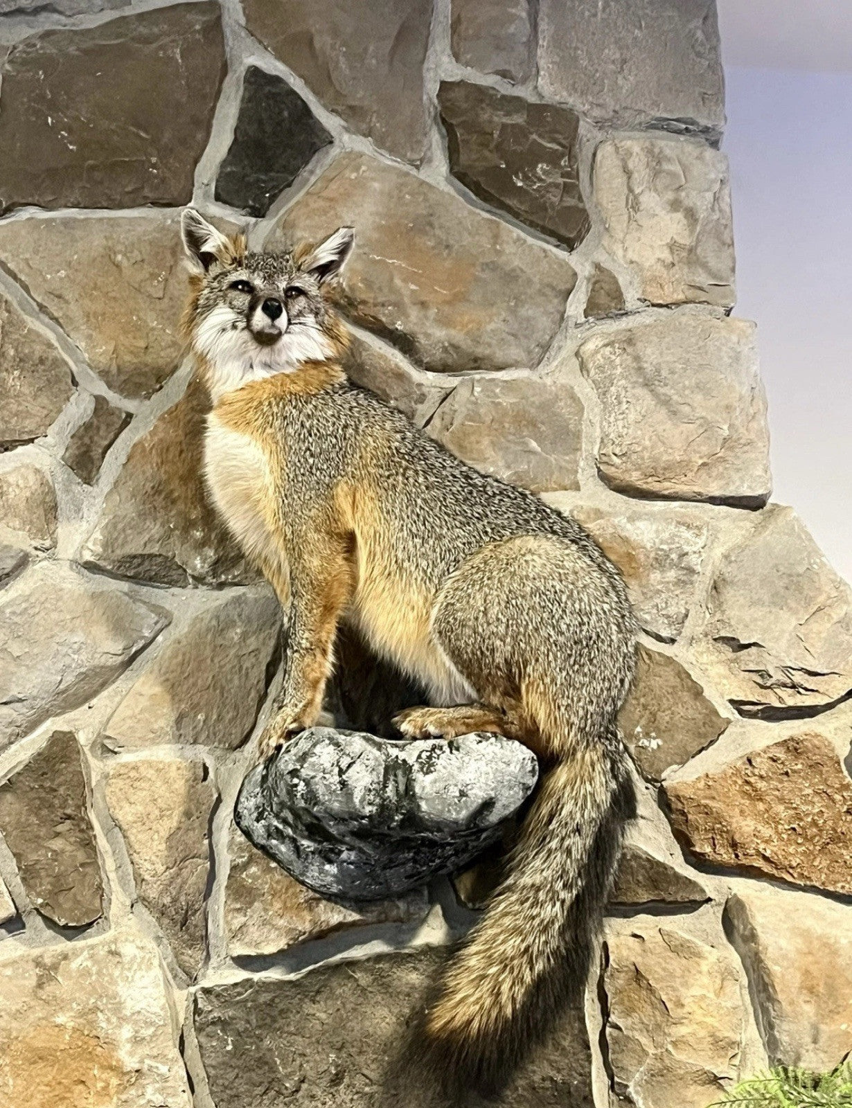 Grey Fox Taxidermy Full Body Mount Cabin Camp Man Cave Home Office Den Decor NEW