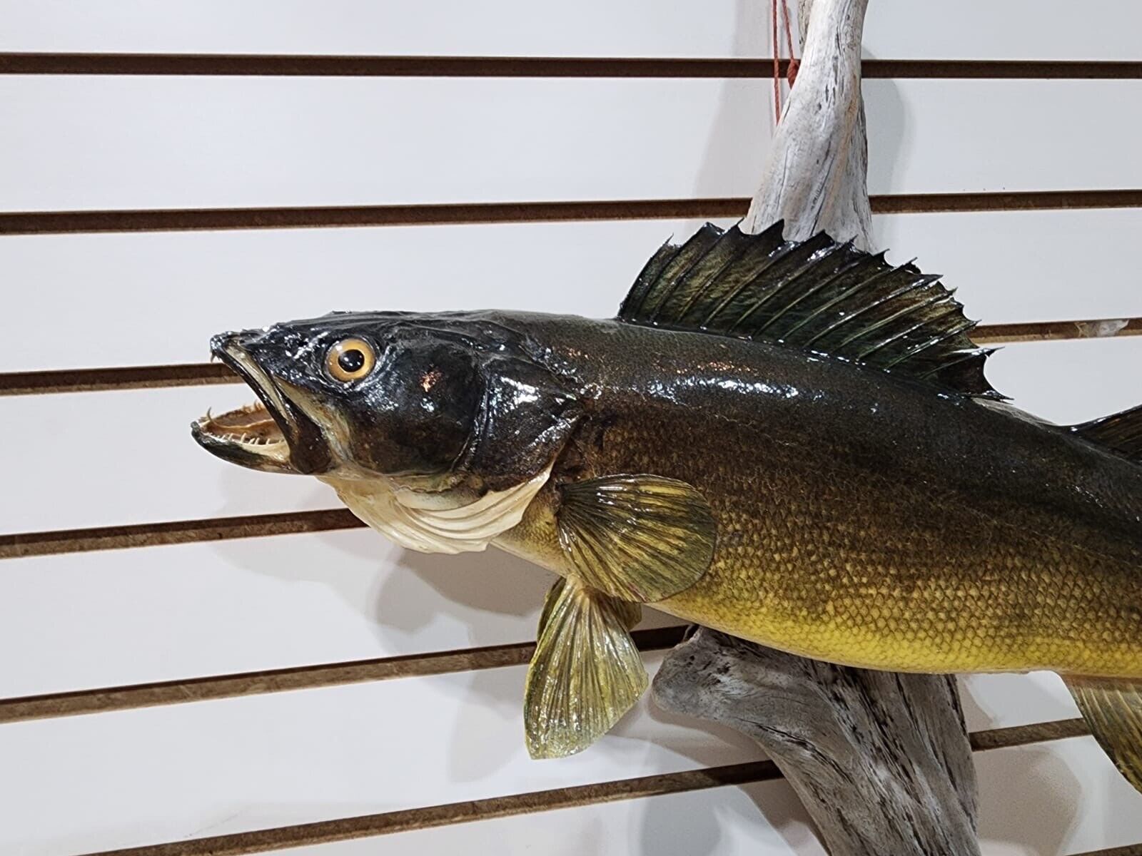 MQ21 - Beautiful Real Skin Walleye/blue Gill Taxidermy Wall Mount Art Wildlife