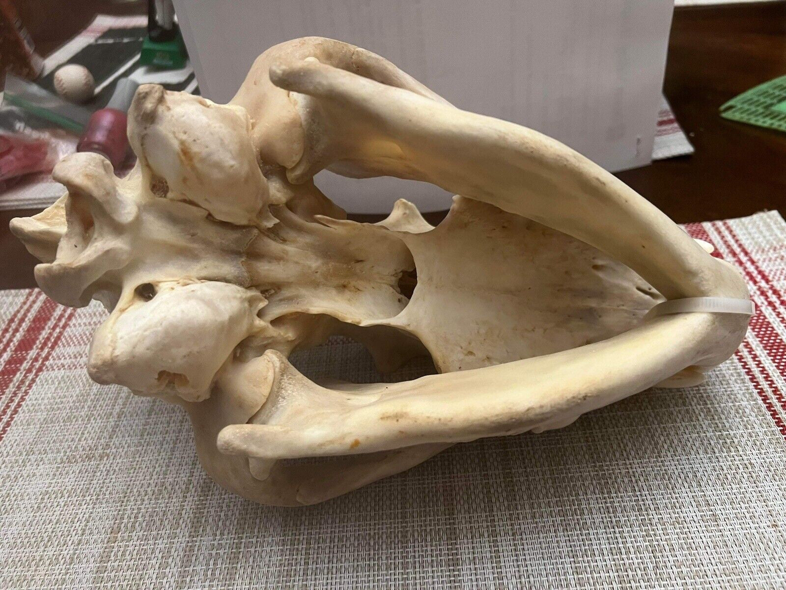 Large East African Spotted Hyena Complete Skull Taxidermy 11” Long