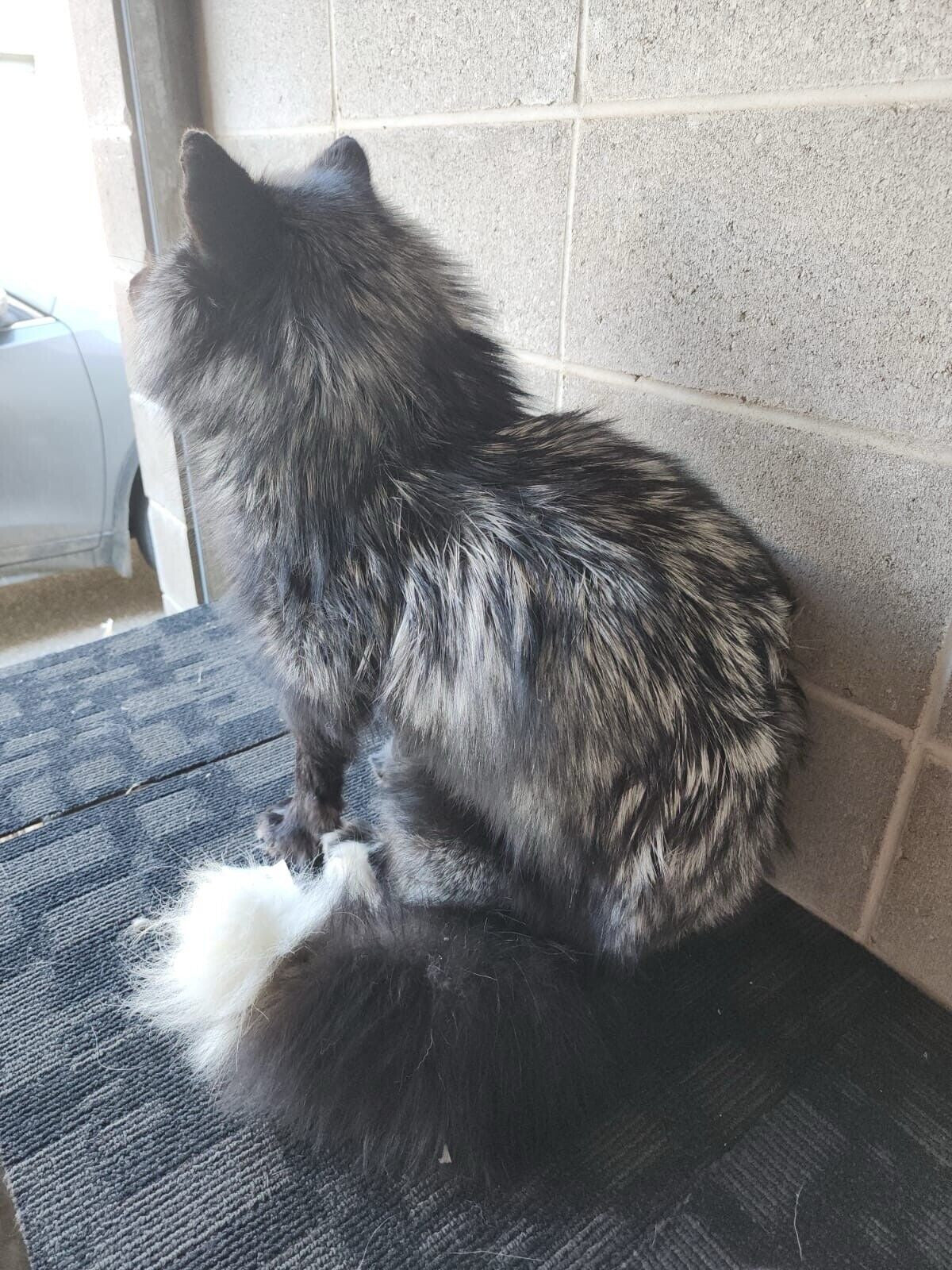 FH156-Stunning Real Cross FOX Mount Taxidermy Brand NeW