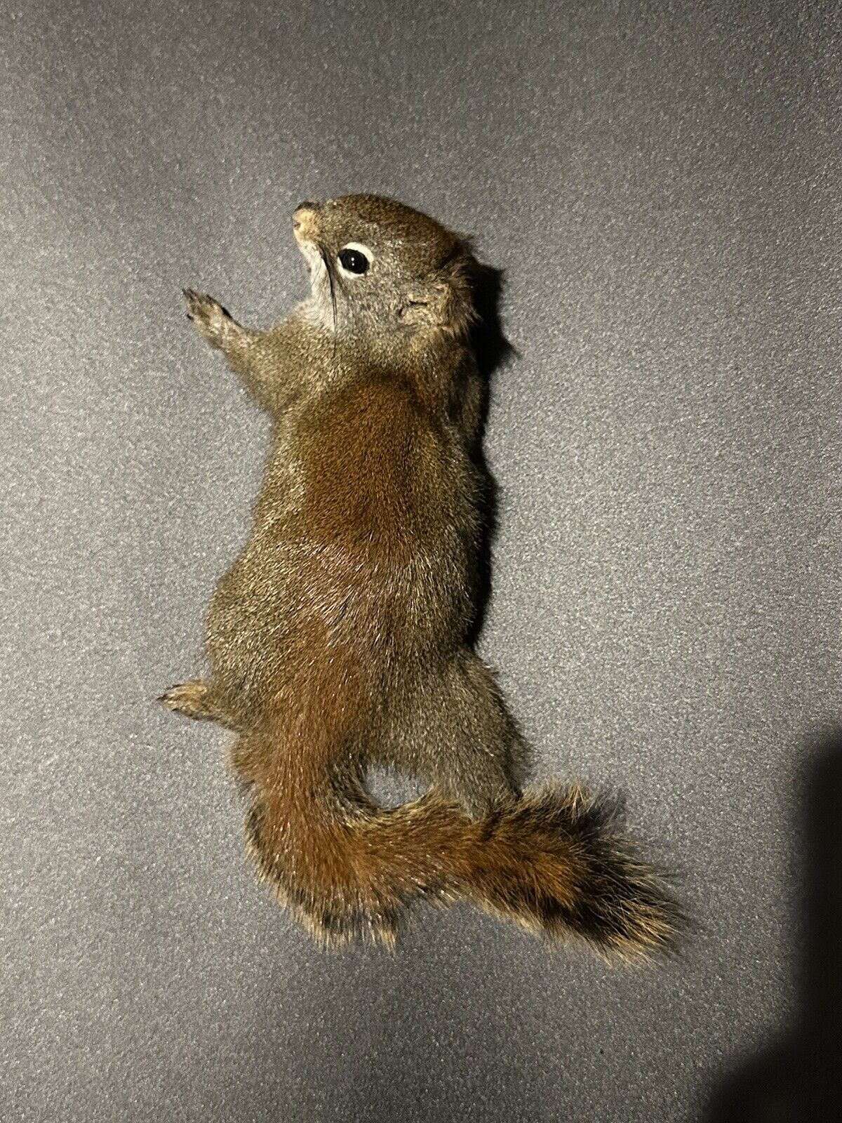 Beautiful Adorable Red Squirrel Small Animal Taxidermy Mount Art Wildlife 33S