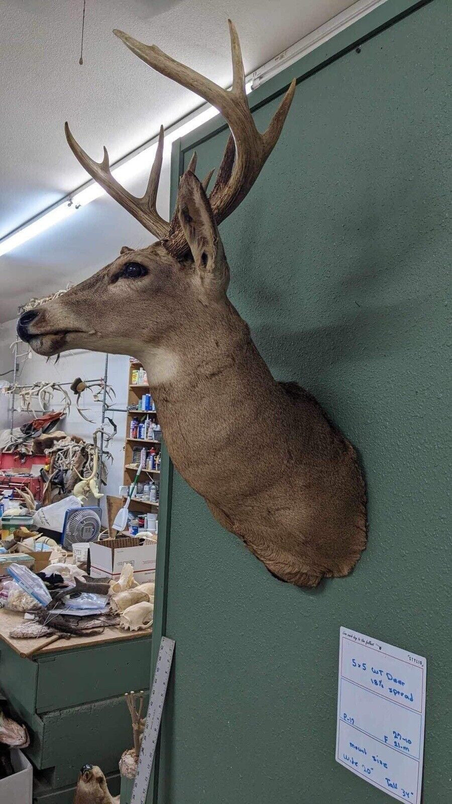 Whitetail Deer Real Antler Deer Taxidermy Mount