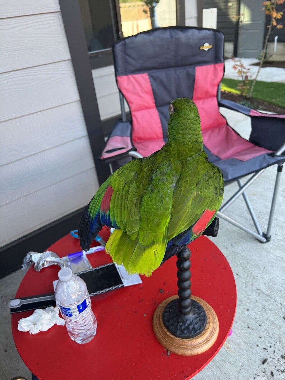 yellow crowned amazon Parrot Taxidermy Mount