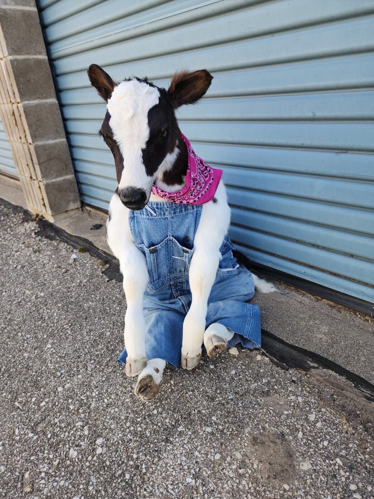 FH142-Baby Calf Taxidermy Mount