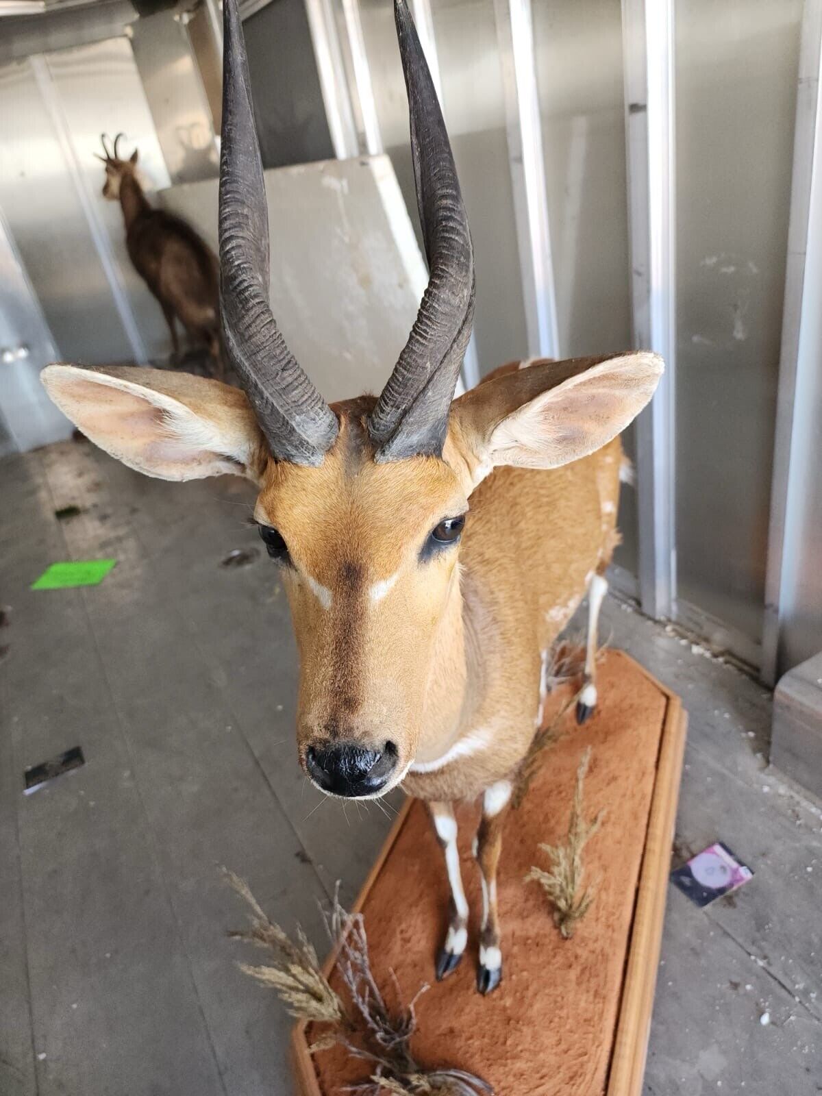FH146-African Bush Buck Full Body Taxidermy Mount FH35