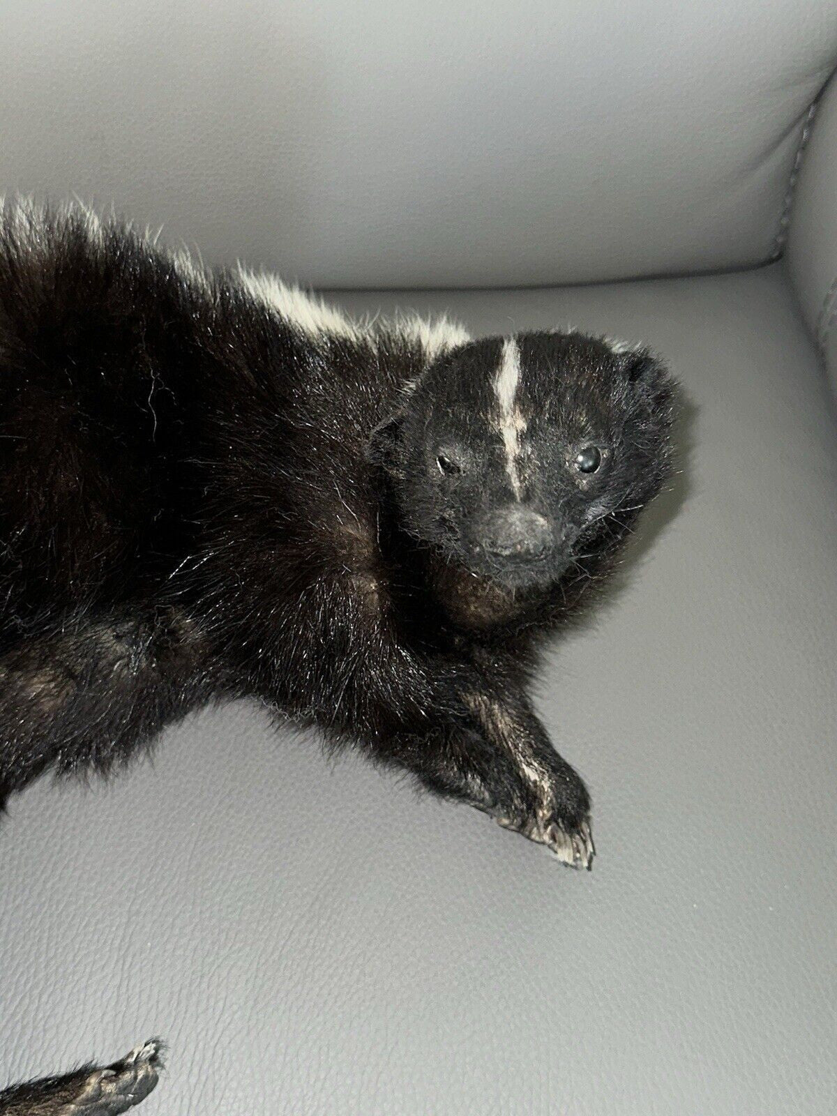 Large Prime Skunk Taxidermy Mount