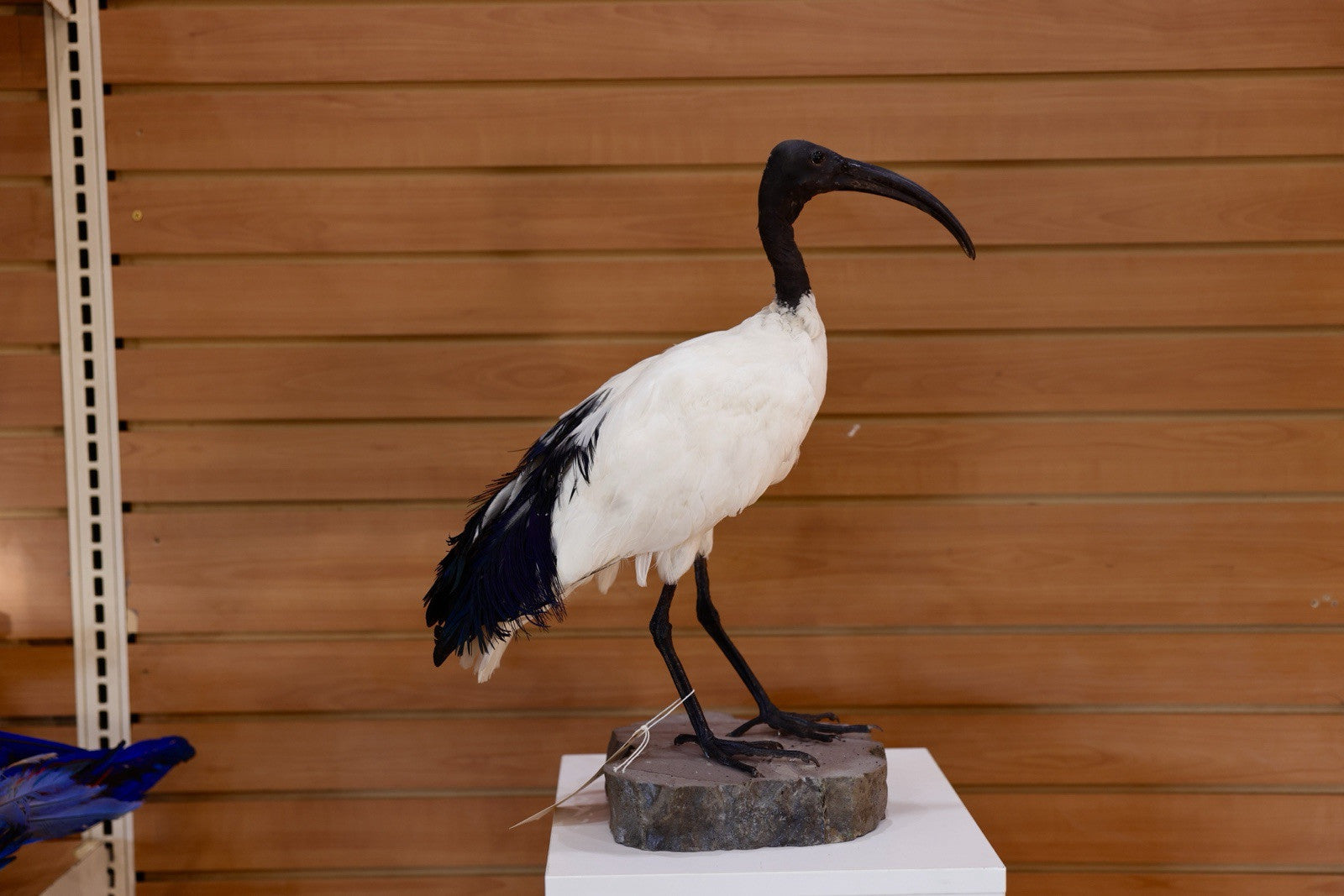 FH106-Museum Quality African Sacred Ibis Taxidermy Mount