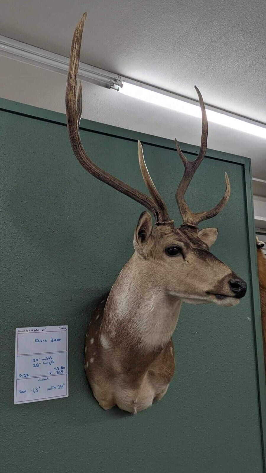 Axis Deer Real Antler Deer Taxidermy Mount
