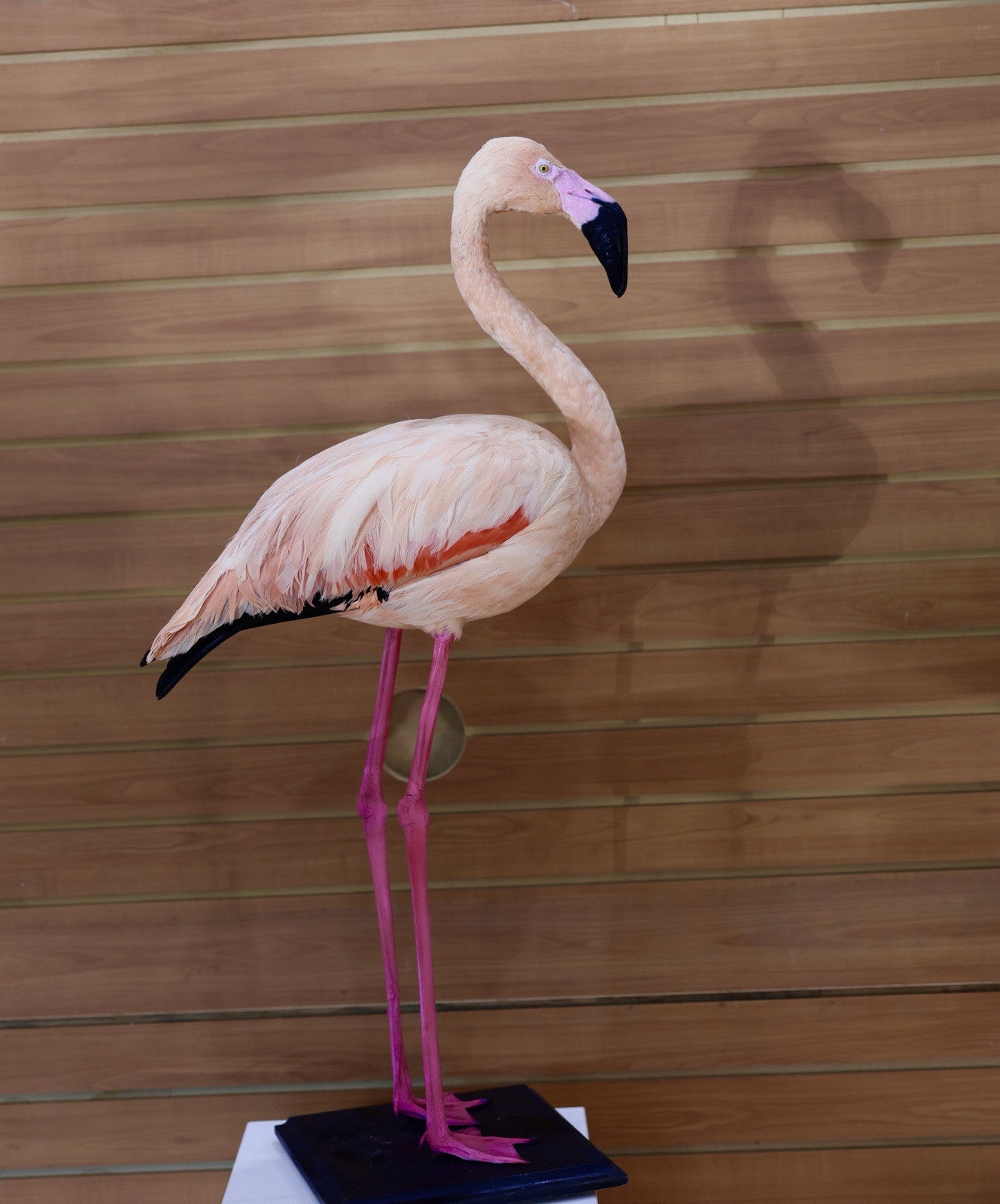 Flamingo-4 Museum quality Chilean flamingo Taxidermy mount