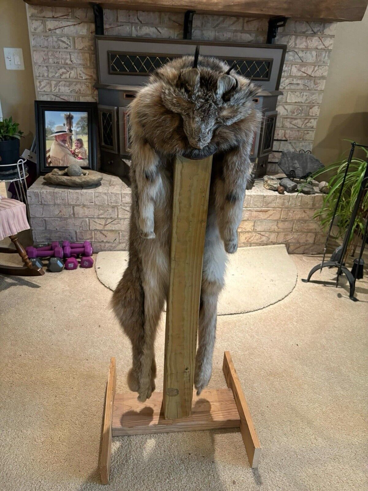 Prime Canadian Lynx Drape Hat Taxidermy Mount Sku-Kev1