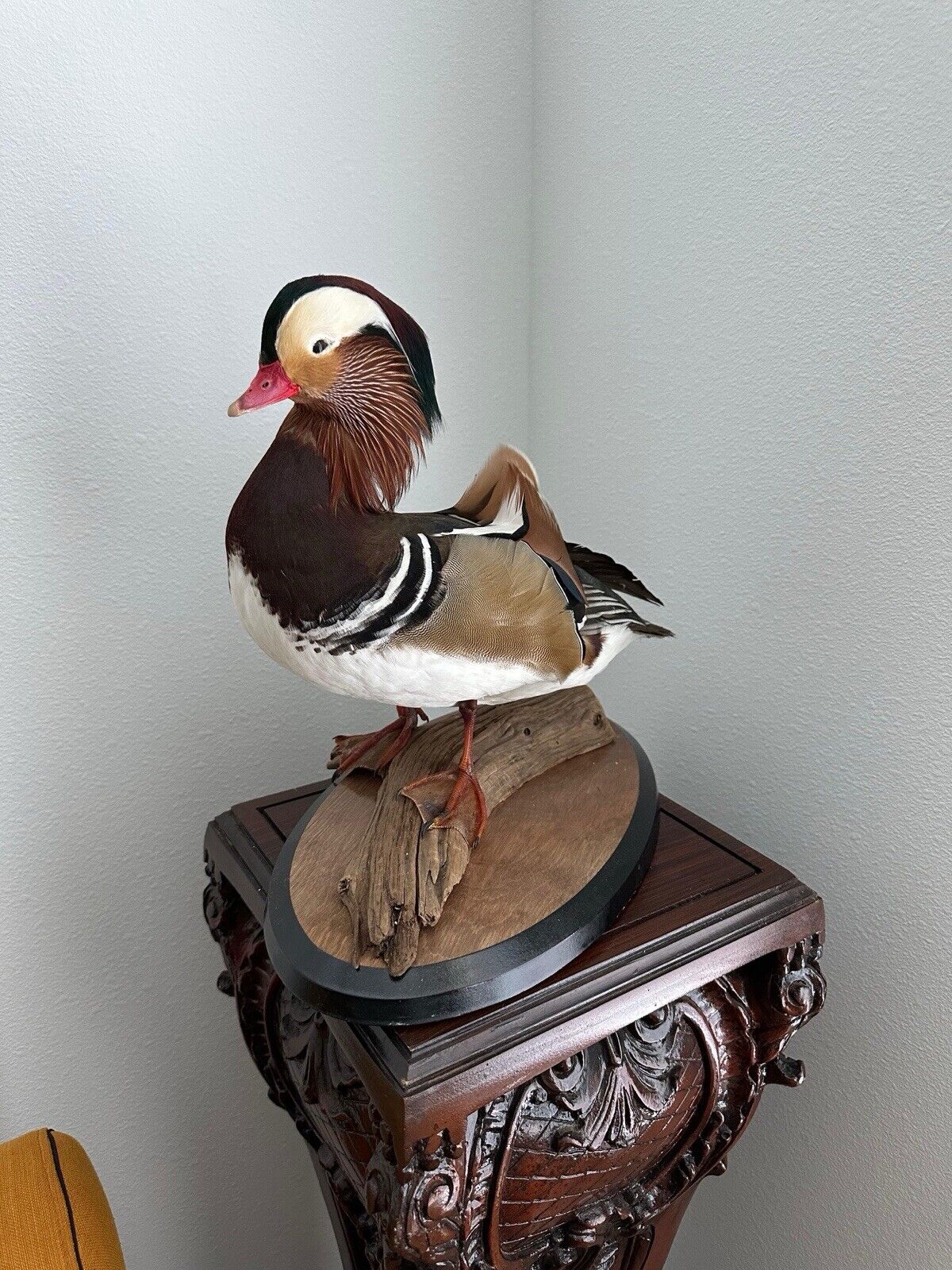 Museum Quality Mandarin Duck taxidermy mount Sku FA1911