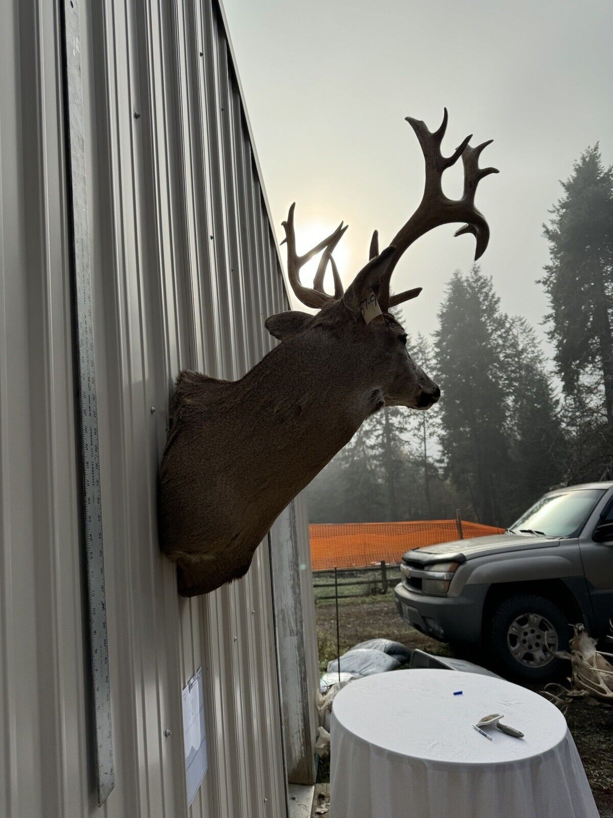 Whitetail Deer Real Antler Deer Taxidermy Mount