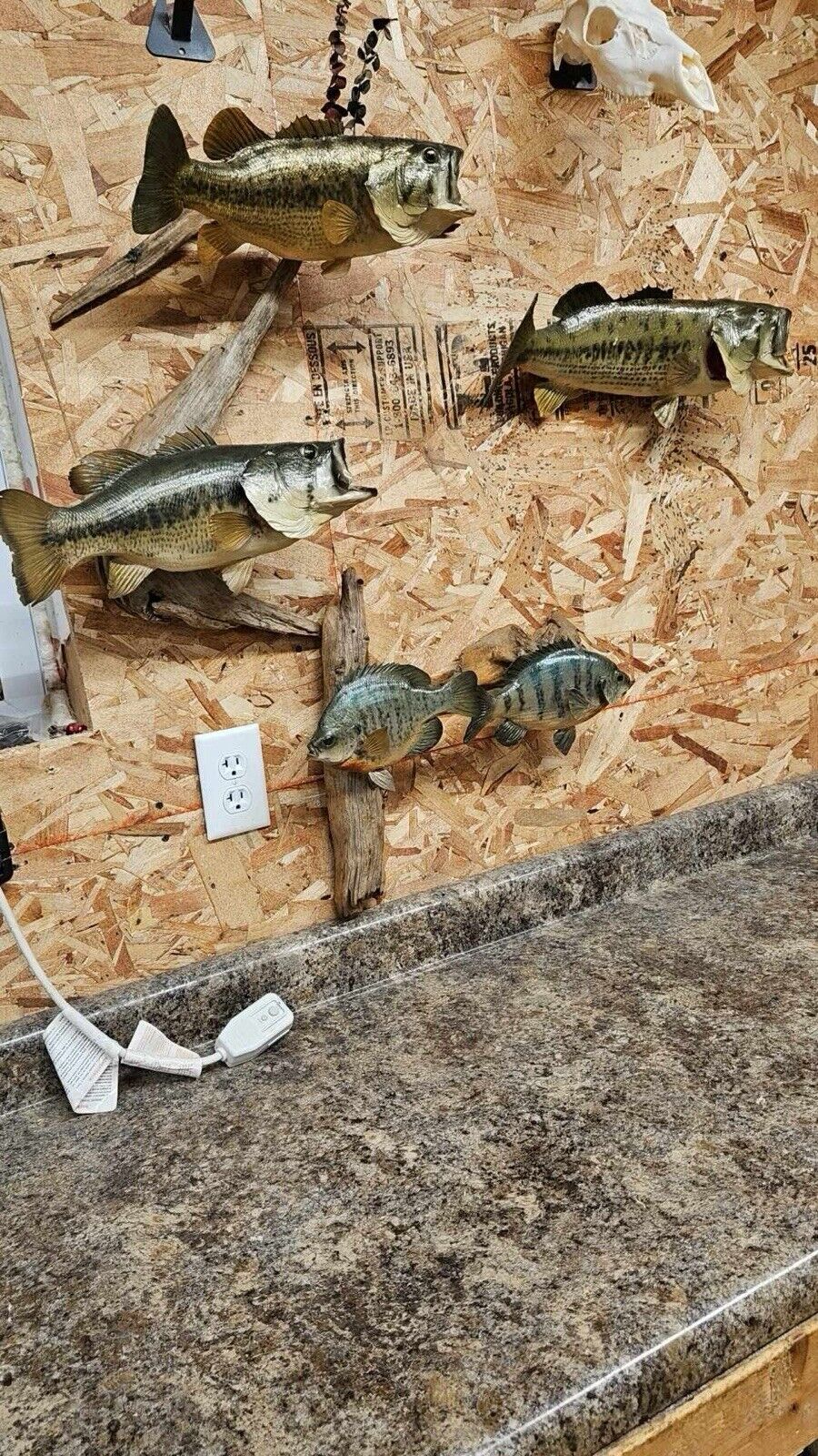 3 bass. 2 bluegill Fish Taxidermy Mount