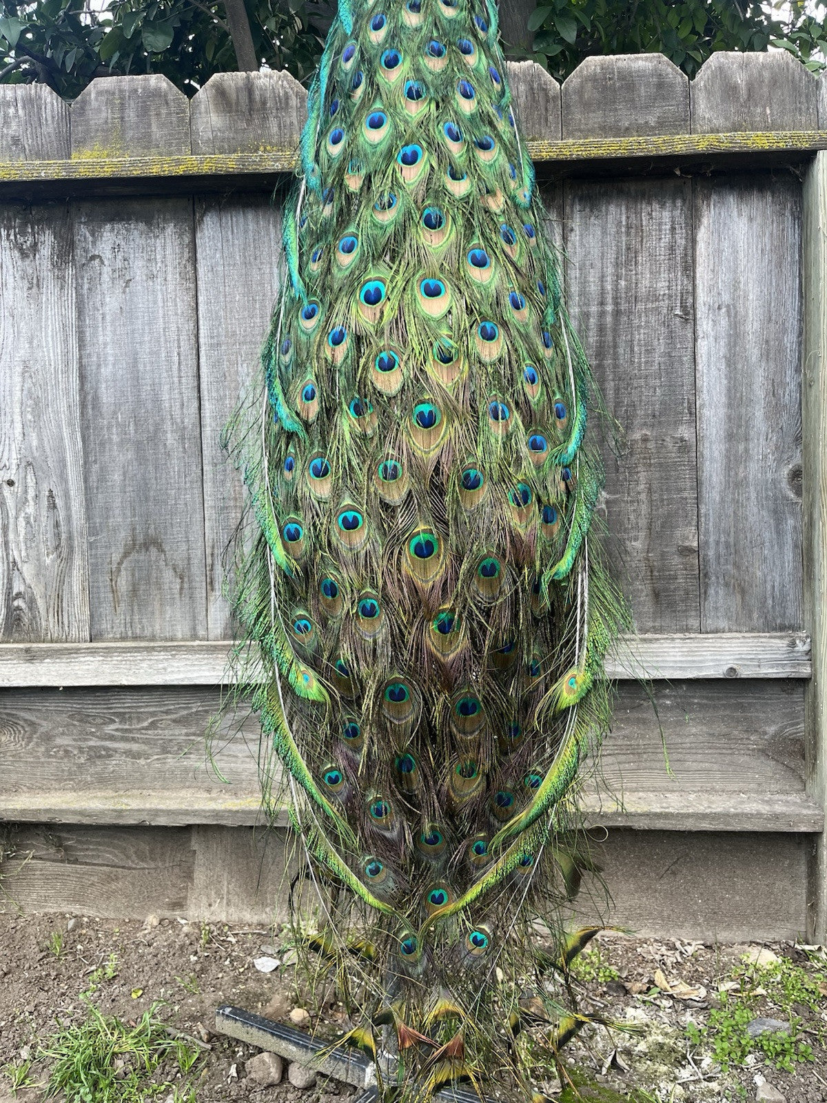 Real Java PEACOCK Taxidermy Mount museum quality Facing Right