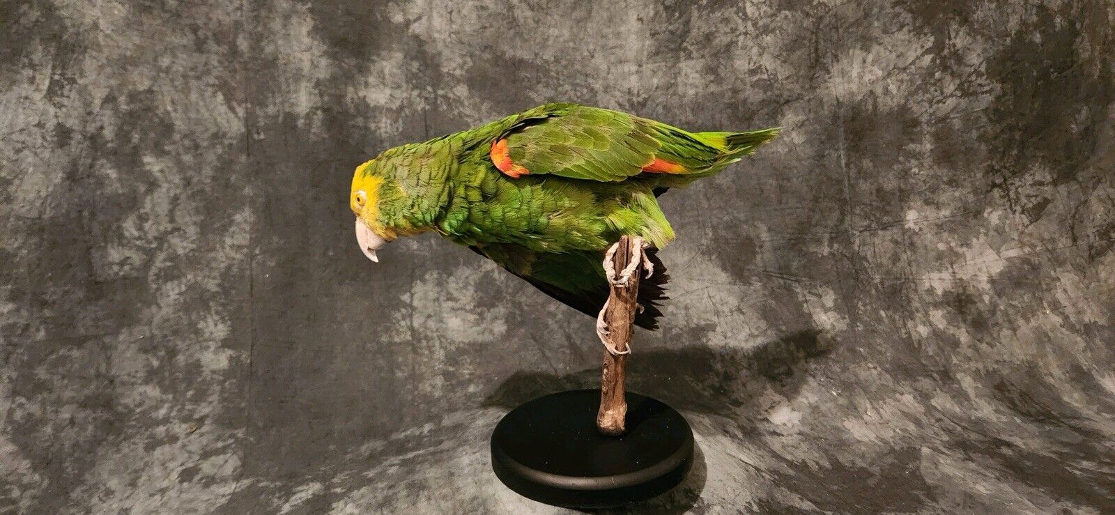 Turquoise Fronted Amazon Parrot Taxidermy Mount