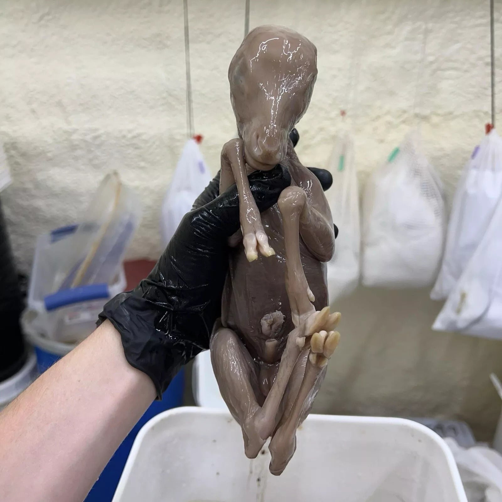 Baby Elk Wet Specimen Taxidermy Mount