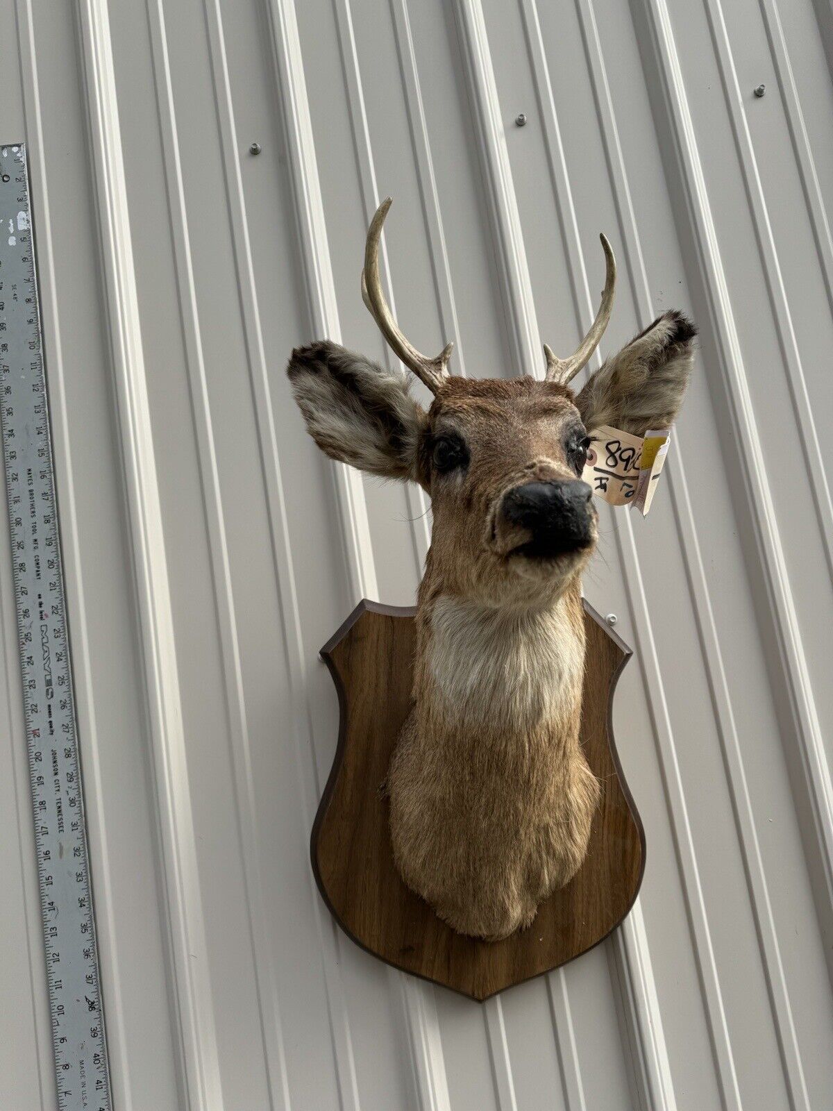 Whitetail Deer Real Antler Deer Taxidermy Mount