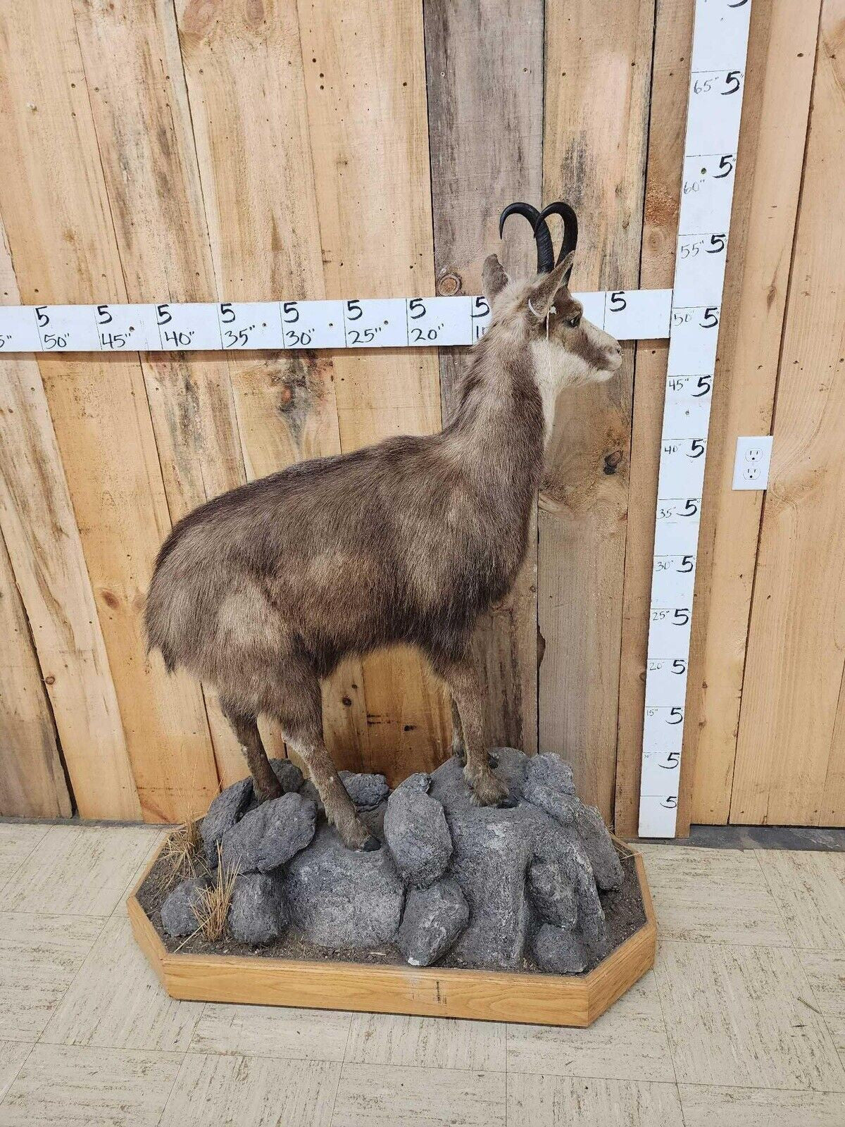 FH147-Alpine Chamois Full Body Taxidermy Mount
