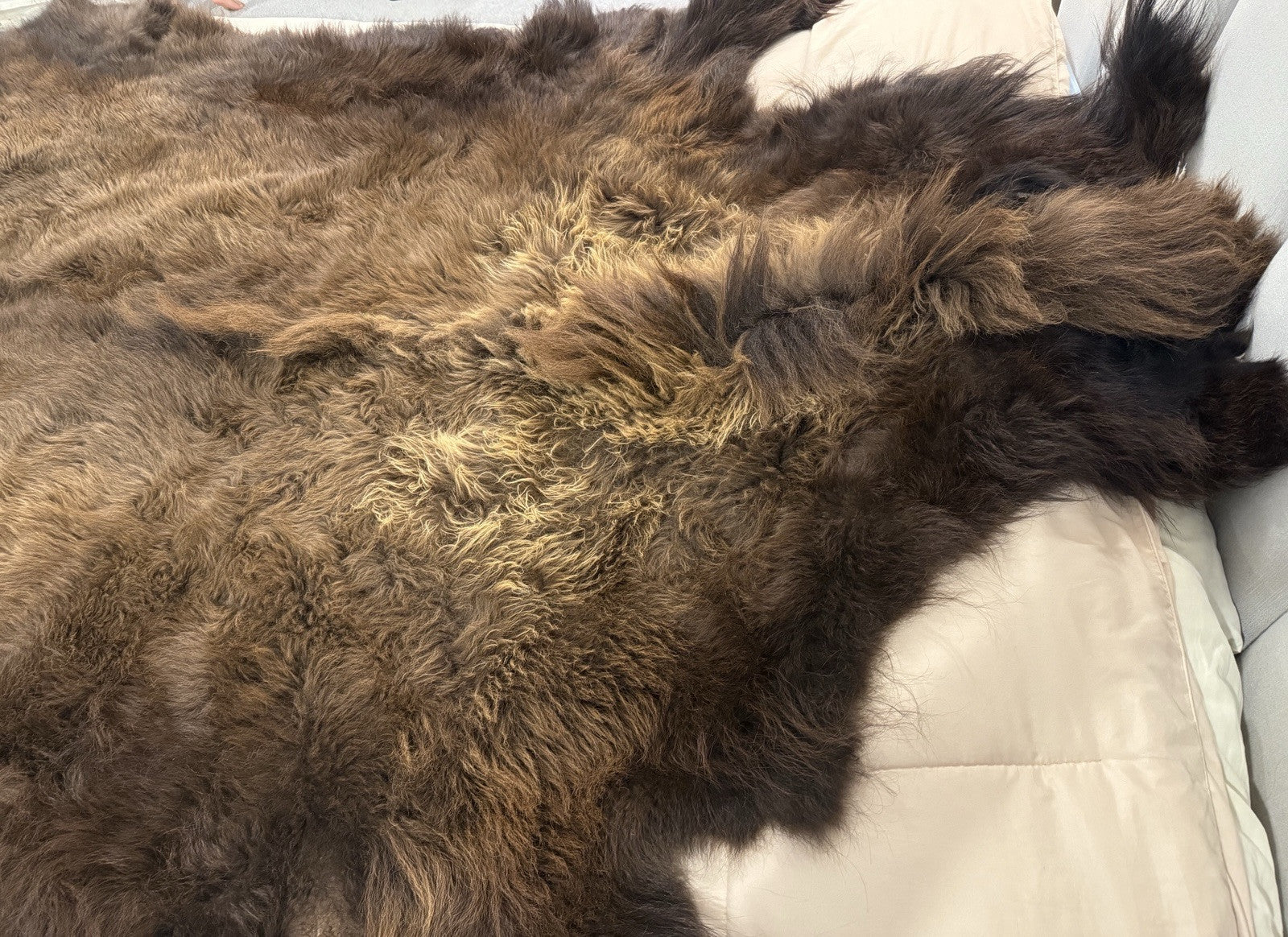 Prime Real Buffalo / Bison Fresh Taxidermy Rug Hide-buff10