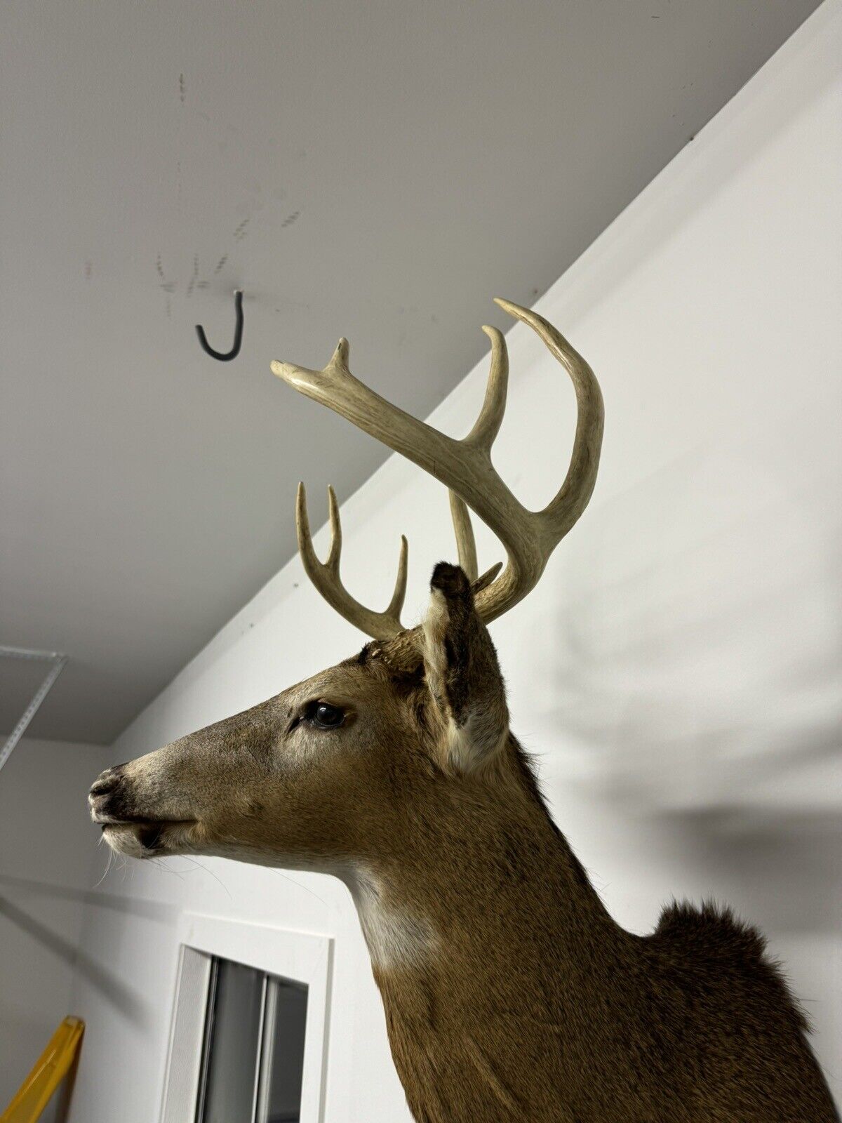 Whitetail Deer Real Antler Deer Taxidermy Mount