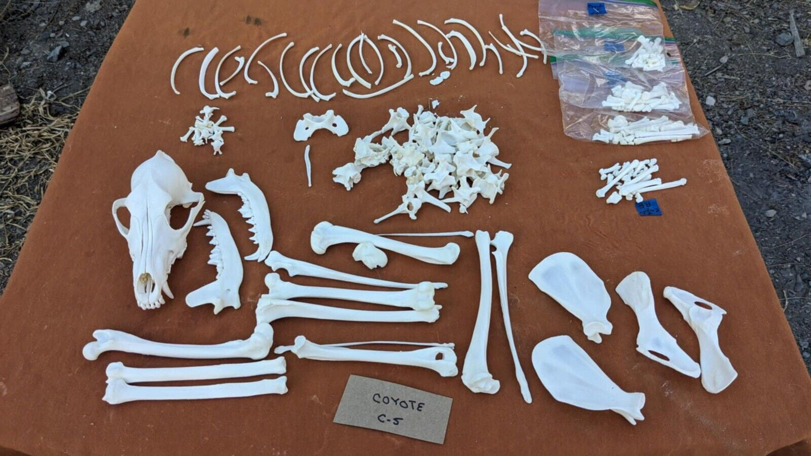 Full Coyote Real Taxidermy Skeleton Professionally Cleaned For Articulation