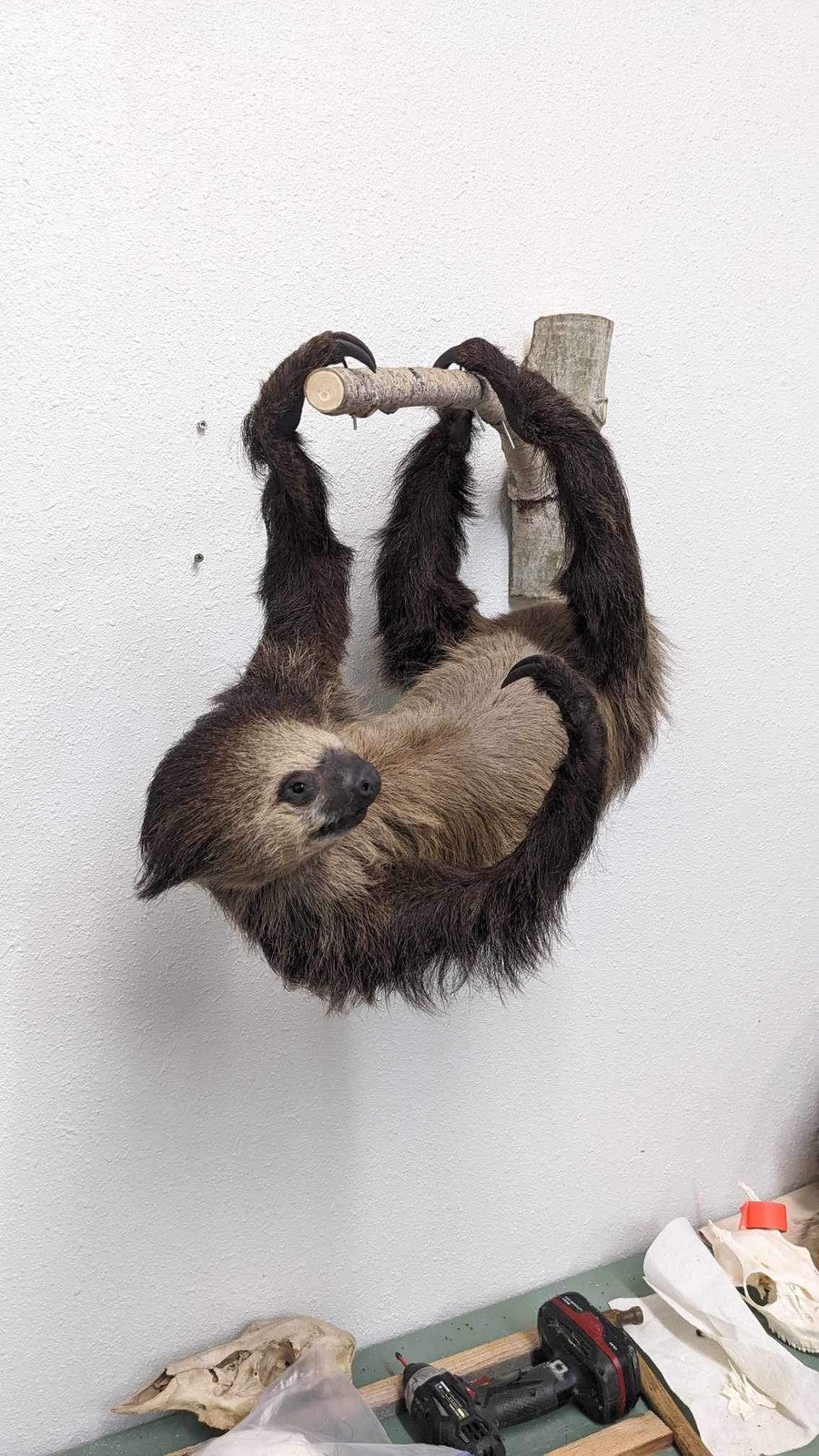 New Excellent Adult Sloth Taxidermy Wall Mount Full Body