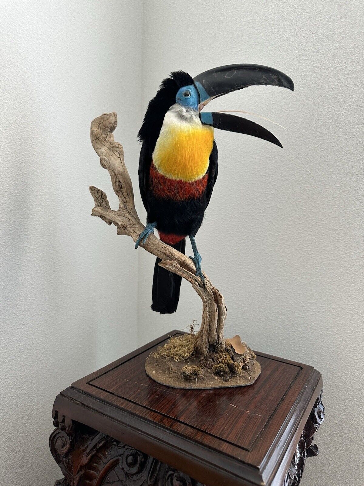 Museum Quality channel-billed toucan (Ramphastos vitellinus) Toc2