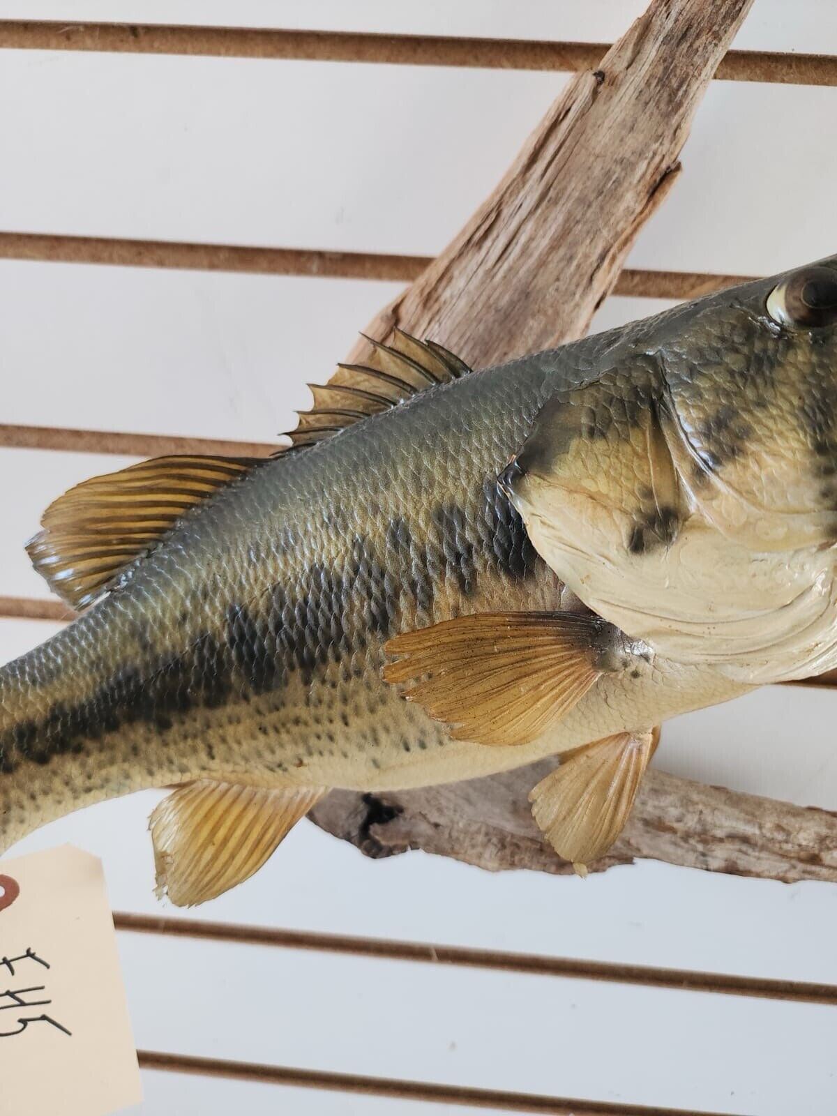 3 bass. 2 bluegill Fish Taxidermy Mount