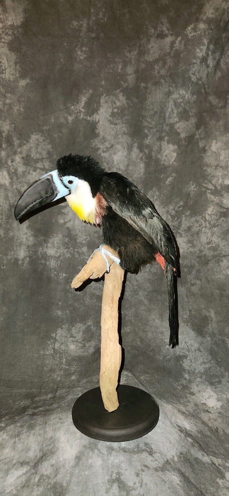FHBIRD16-channel-billed toucan (Ramphastos vitellinus) Taxidermy Mount