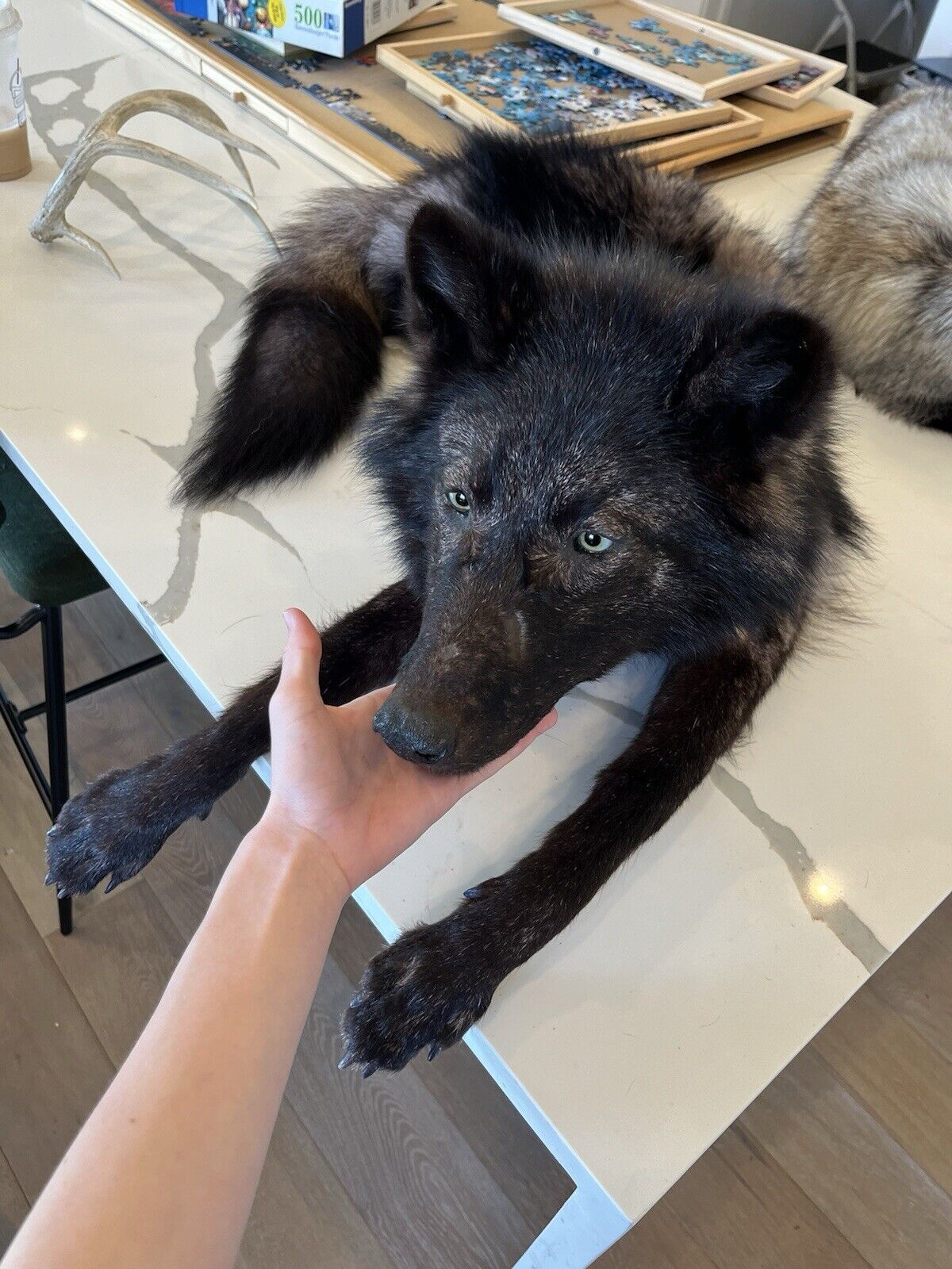 FHSD53-Beautiful Real Alaskan Wolverine Prime Fur Taxidermy Soft Mount Posable