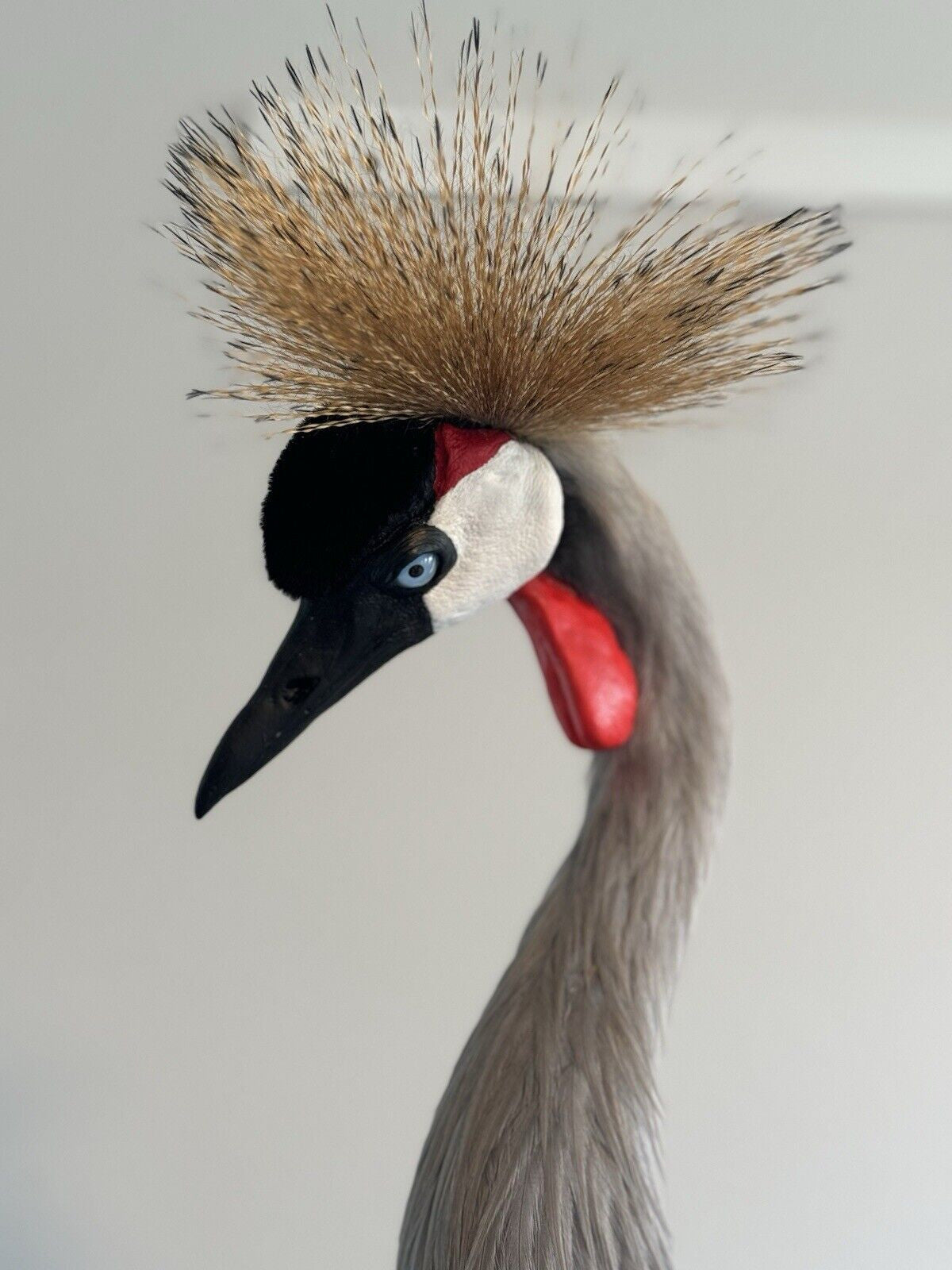 FH159-Museum Quality GREY-CROWNED CRANE TAXIDERMY BIRD MOUNT Beautiful Feathers