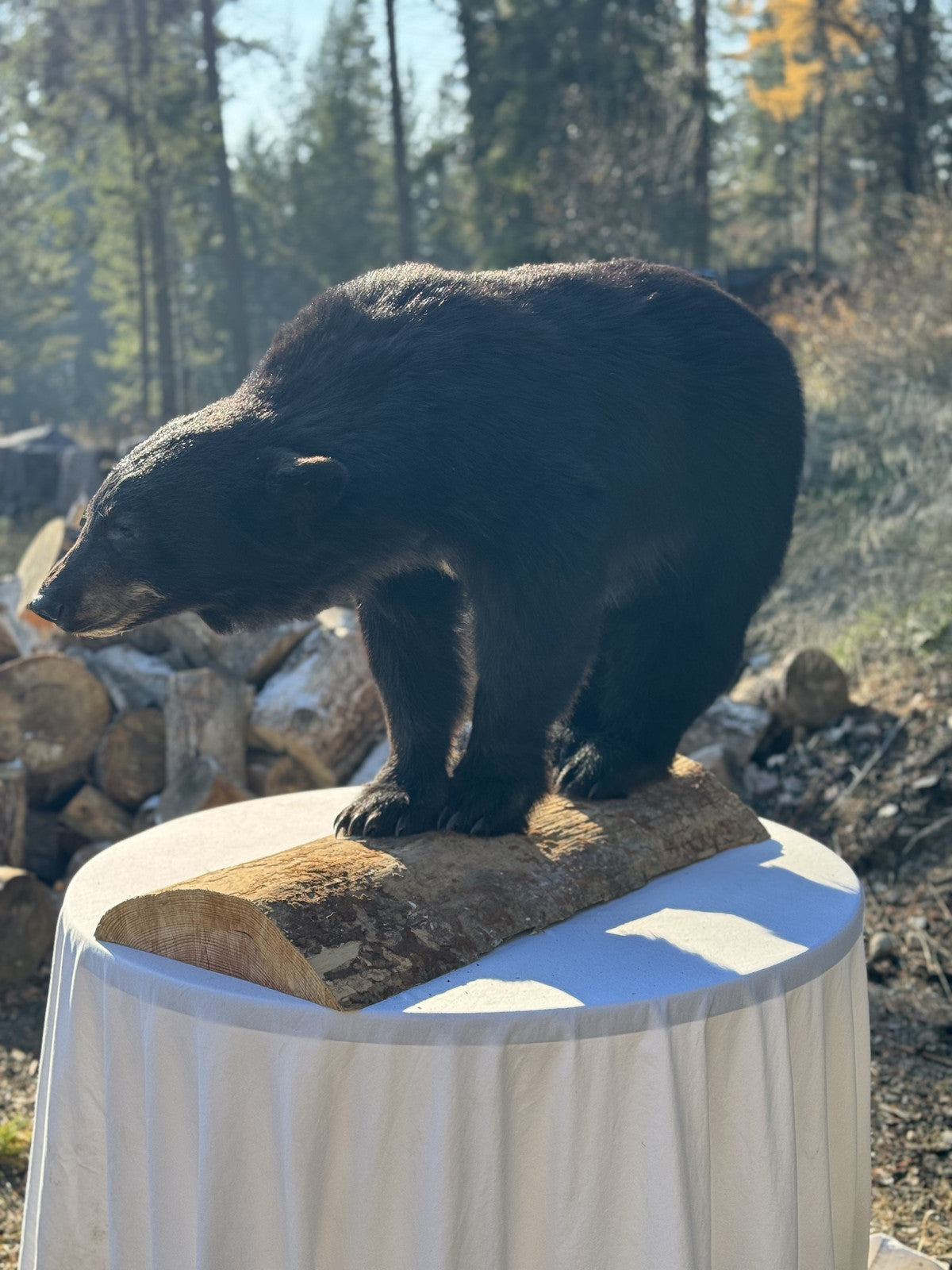 FH181-Black bear full body mount new