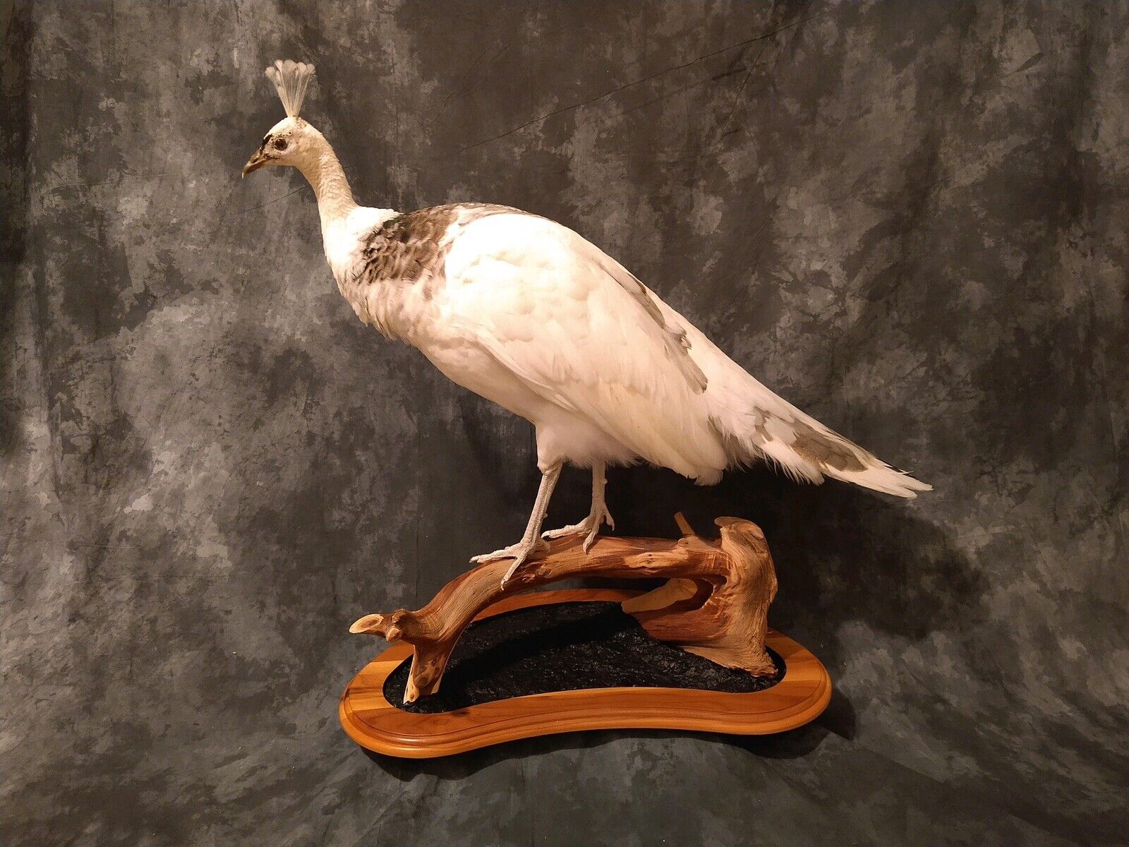 Pied Peacock Hen Taxidermy Mount Bird
