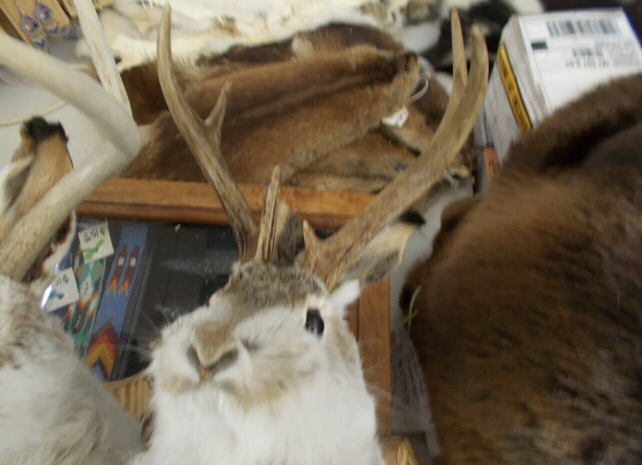 FH167-jackalope 4 point taxidermy mount real antlers (295 Each)