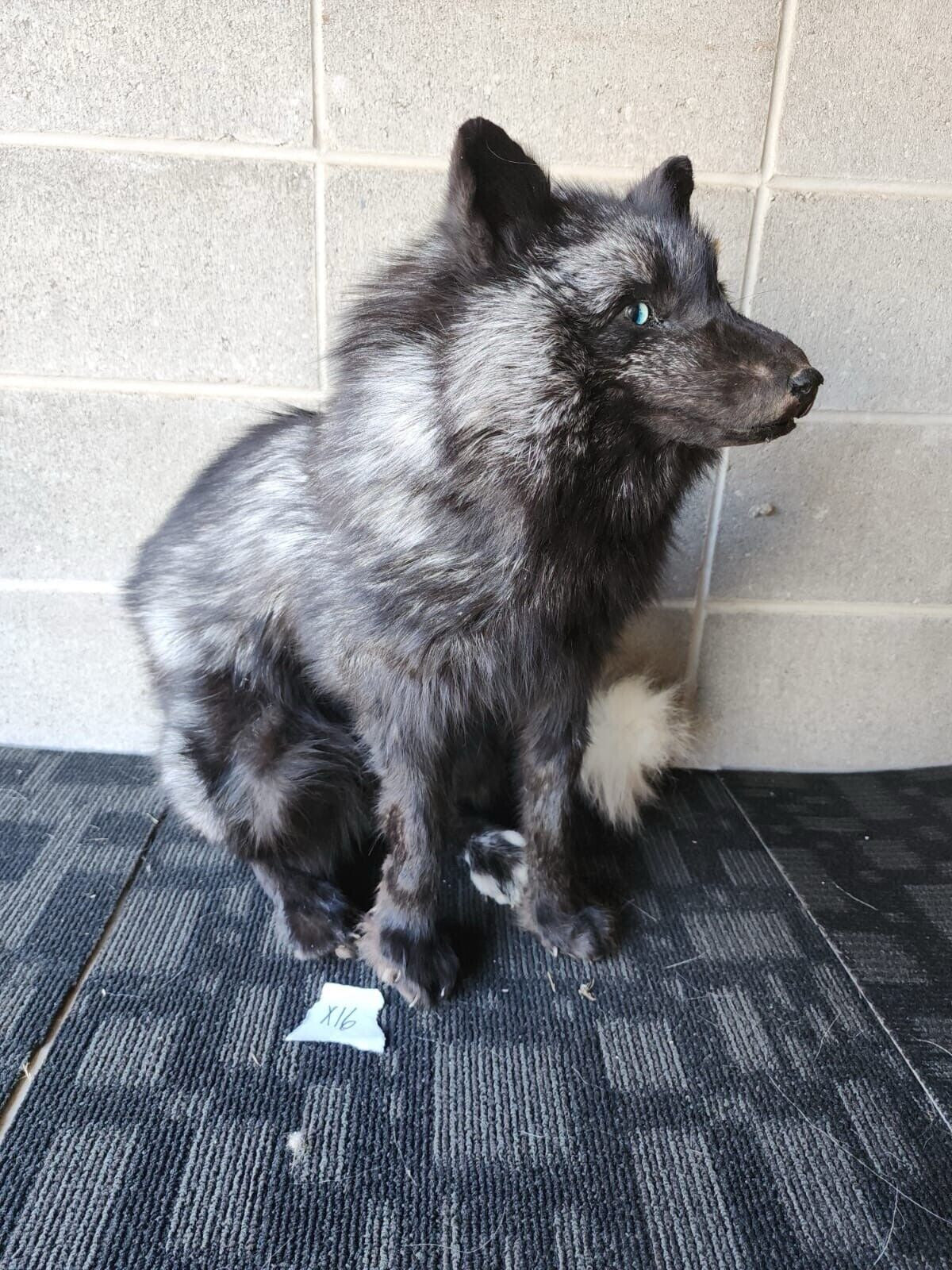 FH156-Stunning Real Cross FOX Mount Taxidermy Brand NeW