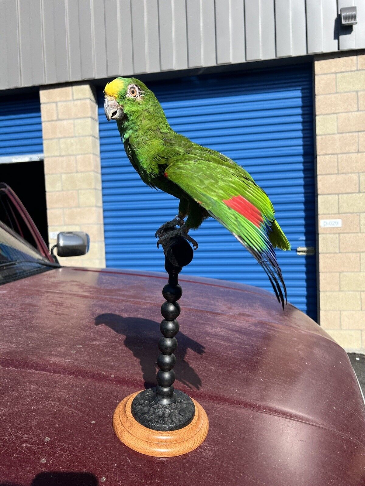 yellow crowned amazon Parrot Taxidermy Mount