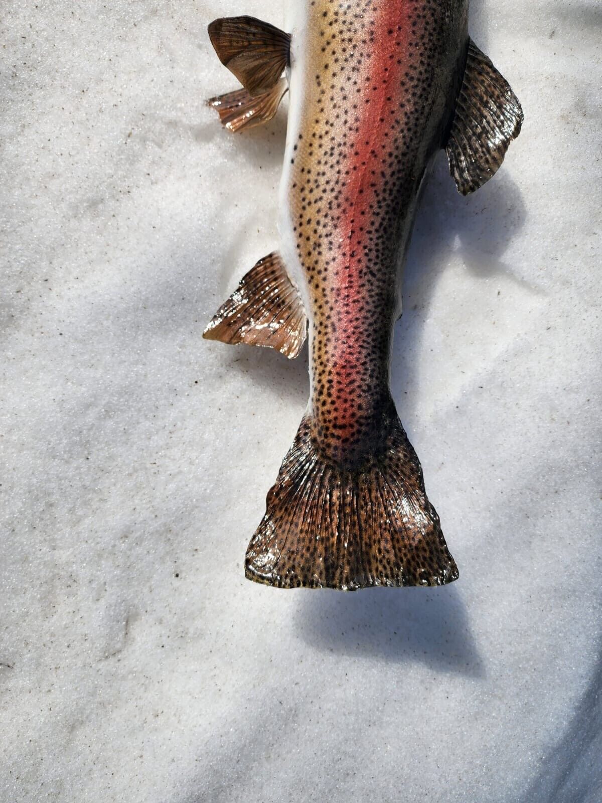 Beautiful Trout Fish Taxidermy Wall Mount Art Wildlife 30’