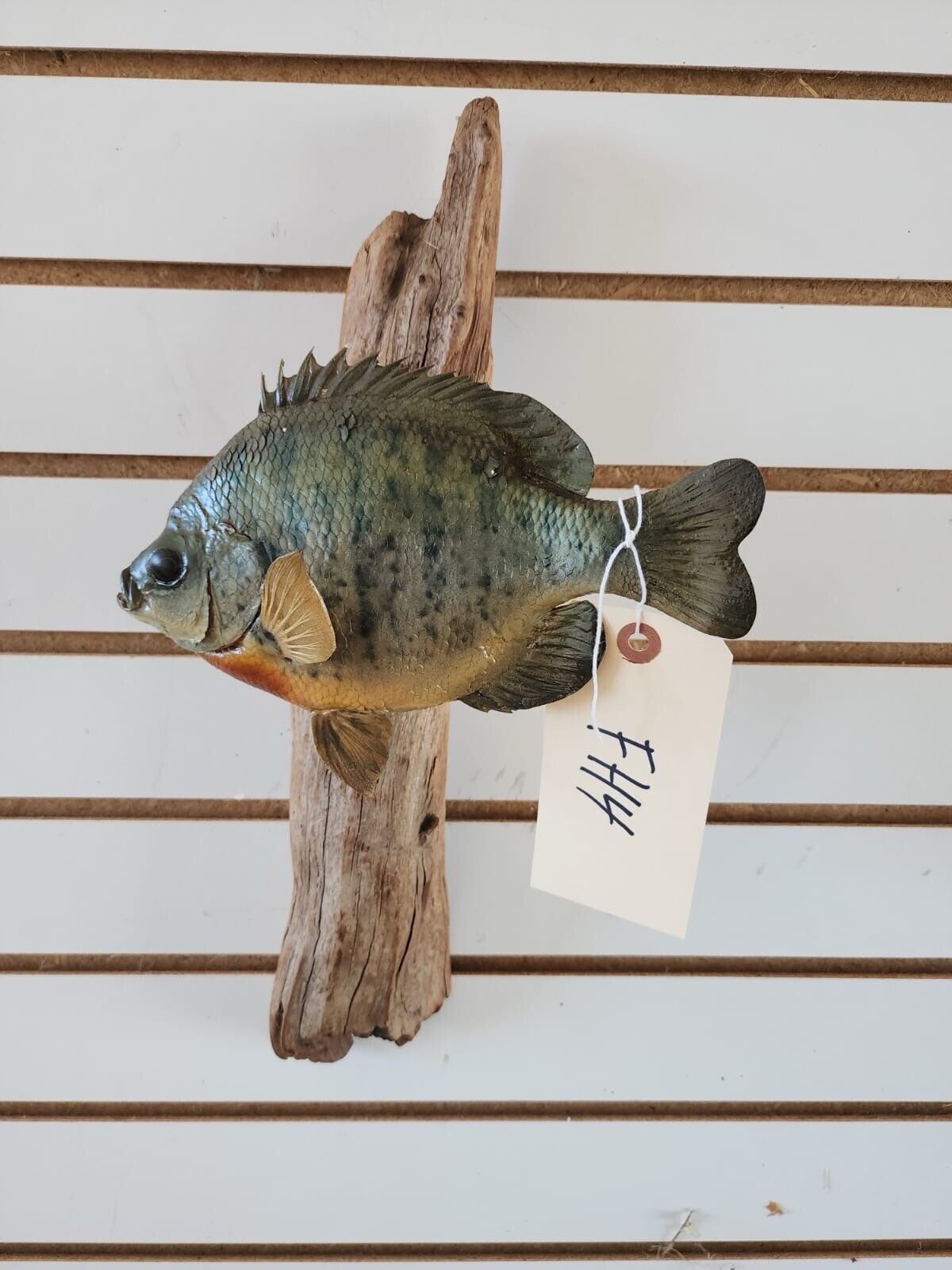 3 bass. 2 bluegill Fish Taxidermy Mount